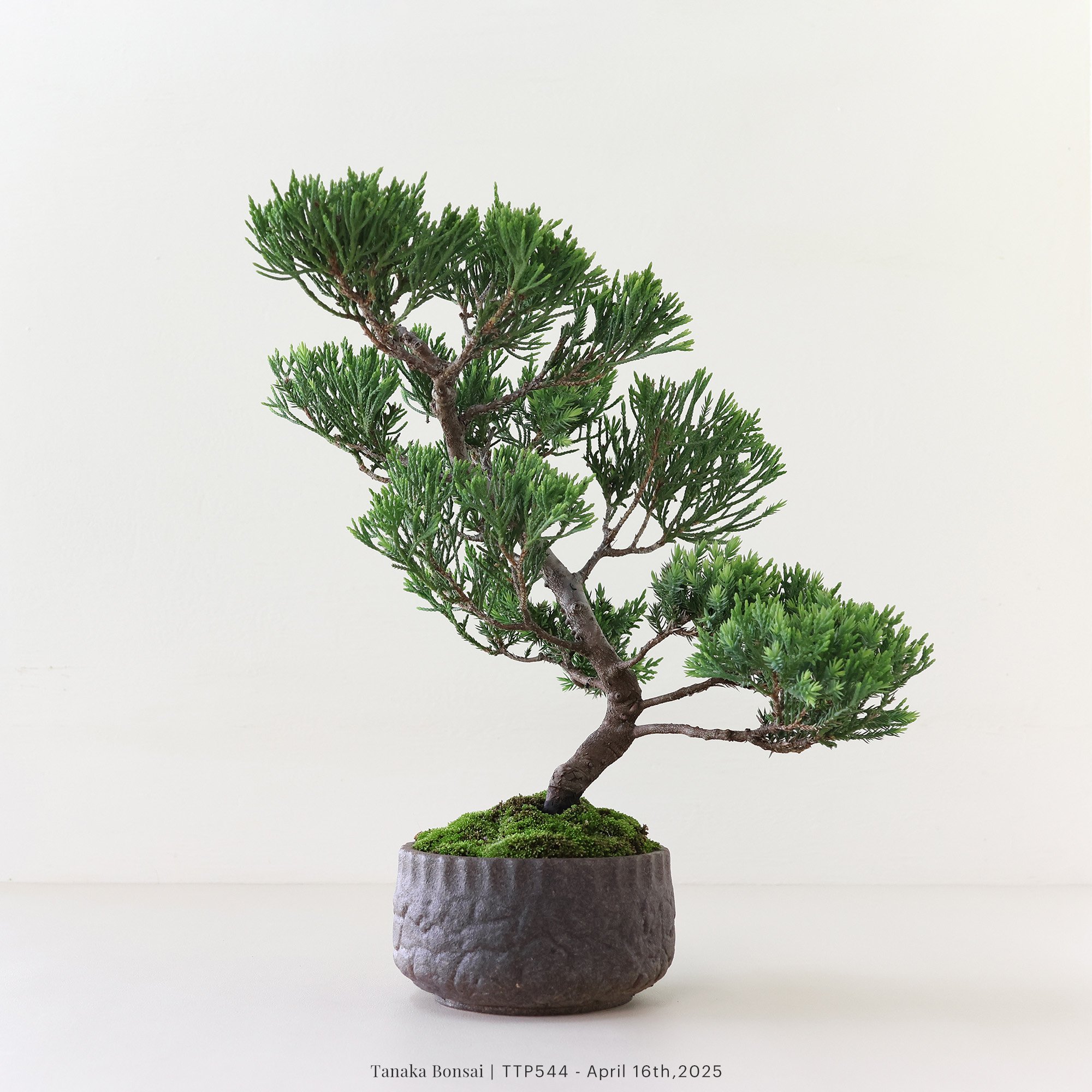 台灣真柏｜TTP544