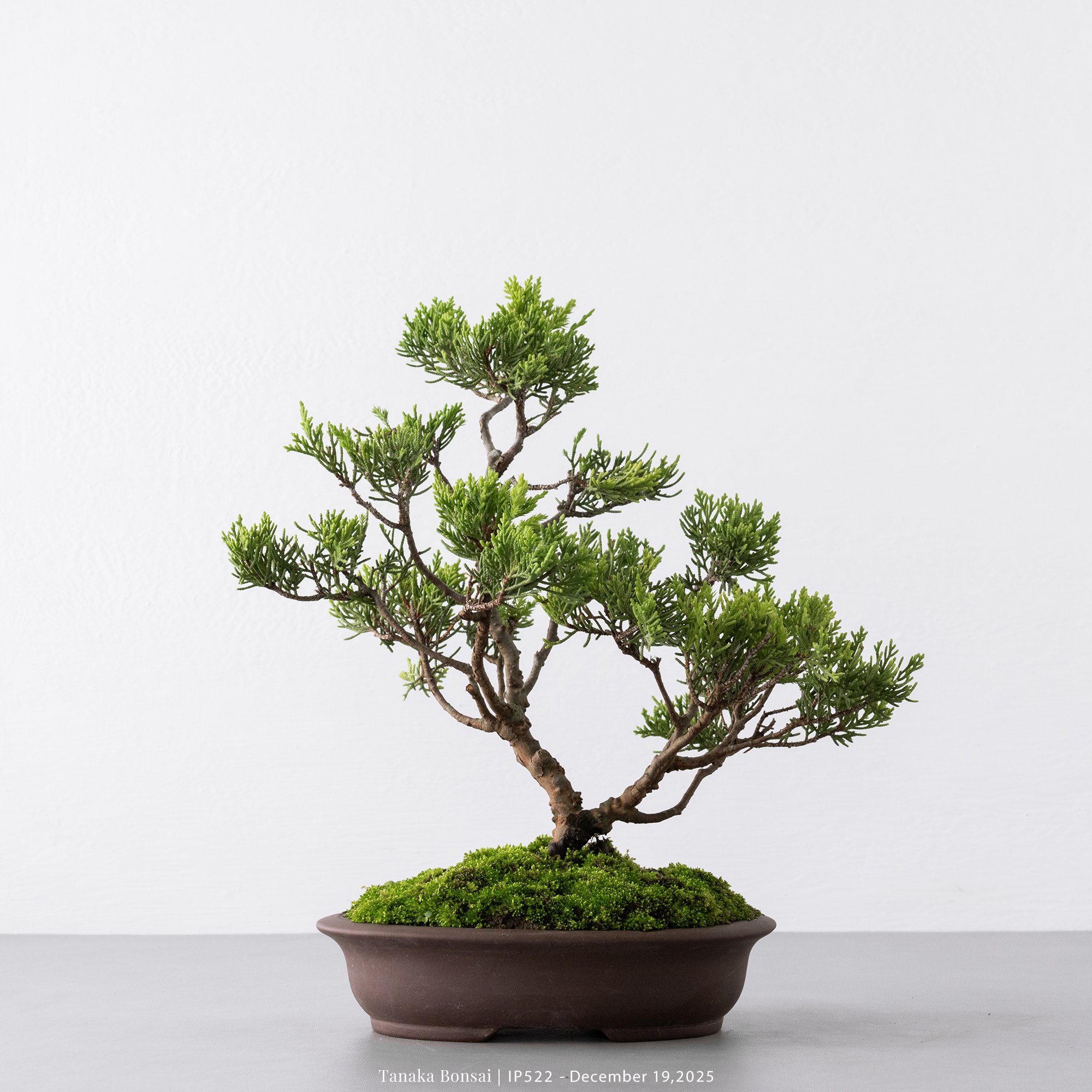 系魚川真柏｜IP522