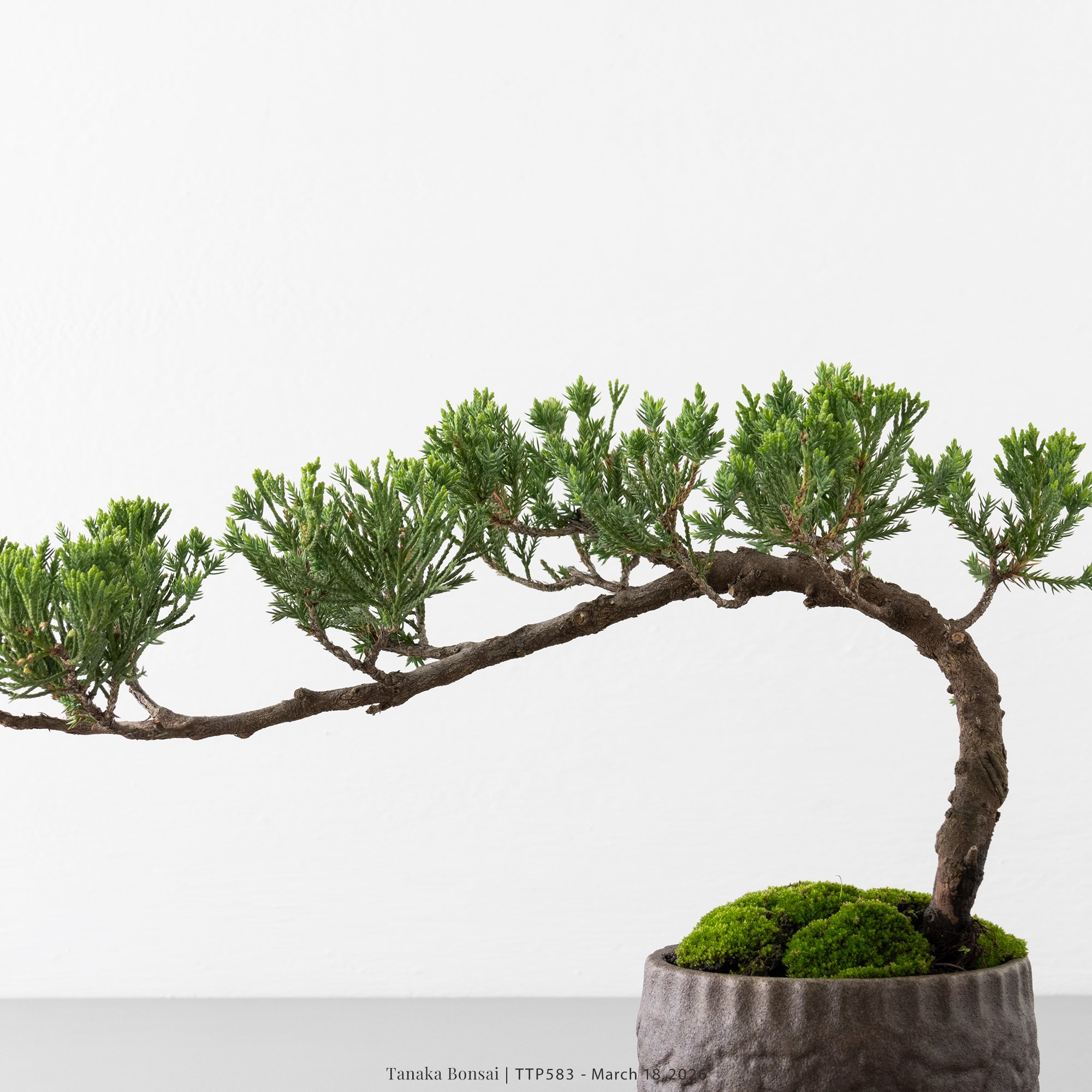 臺灣真柏｜TTP583