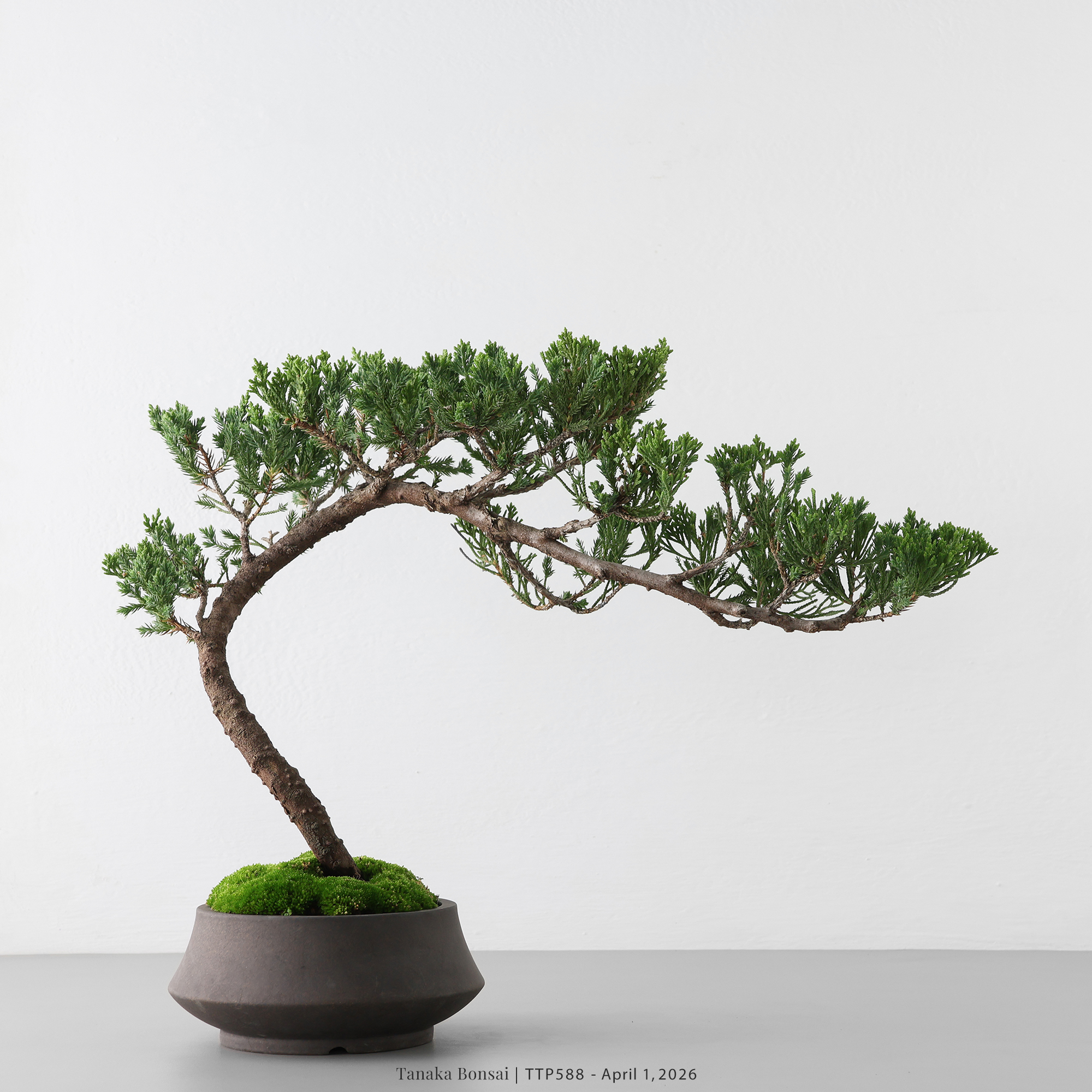 臺灣真柏｜TTP588