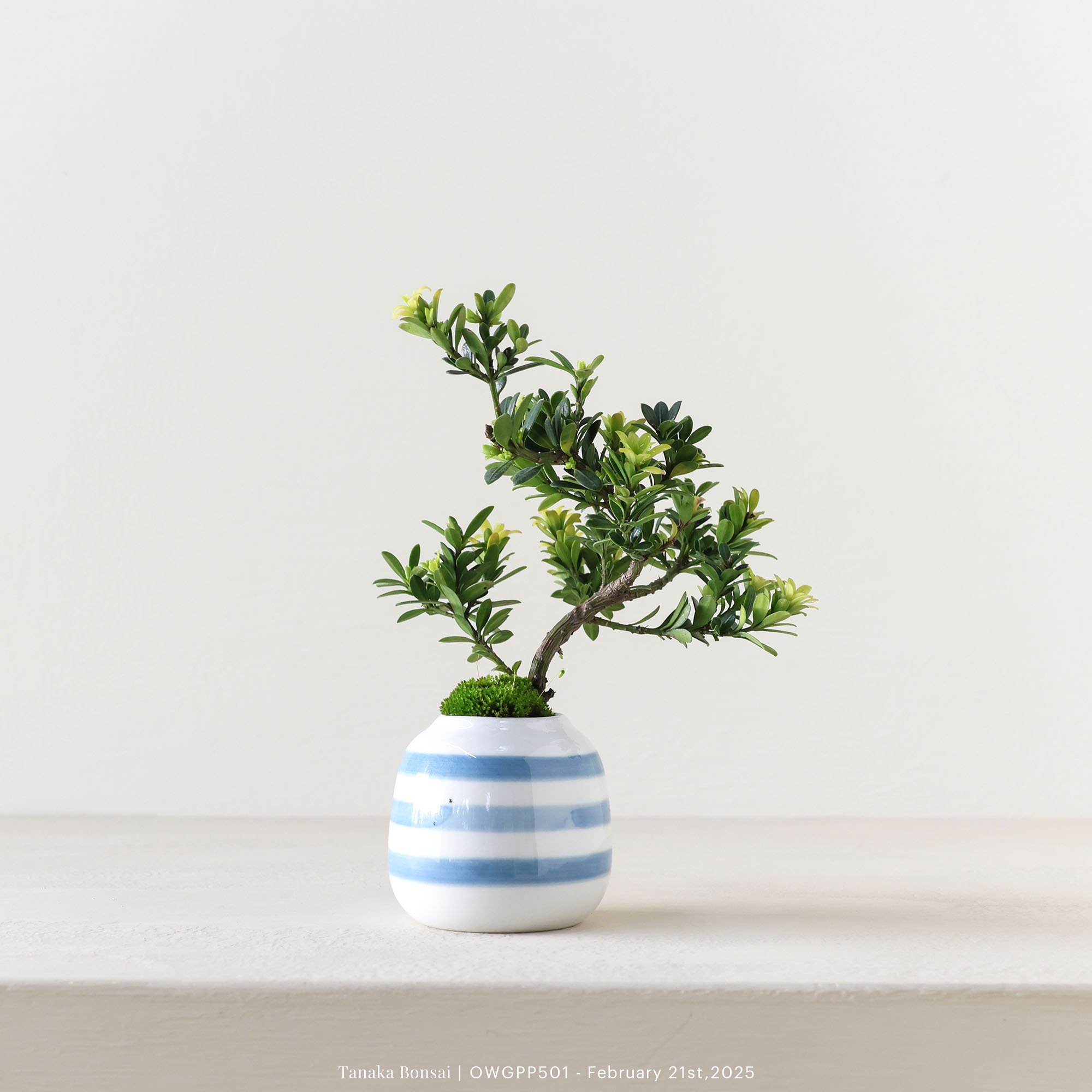 【官網限定】綠鑽羅漢松｜OWGPP501