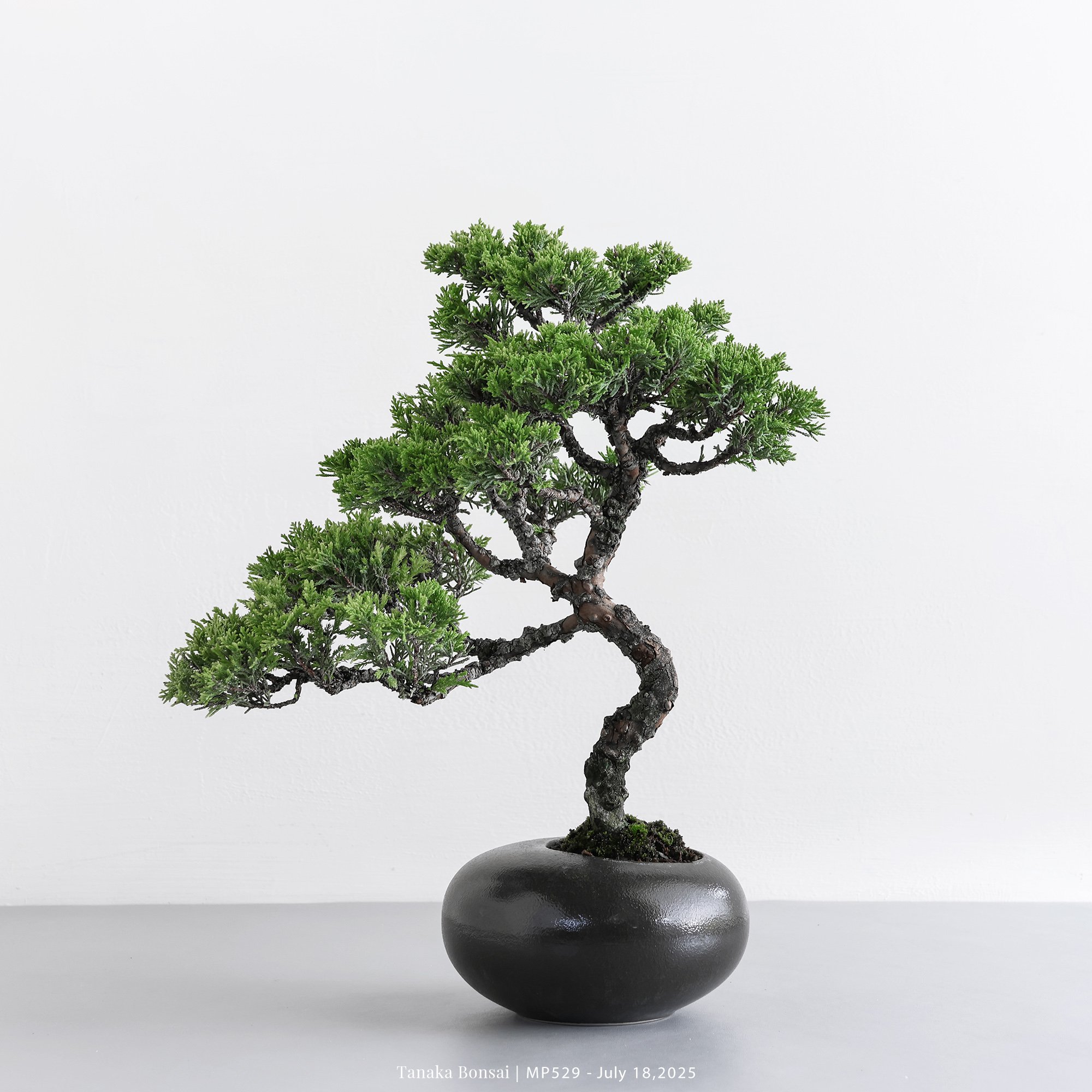 宮坂系魚川真柏｜MP529