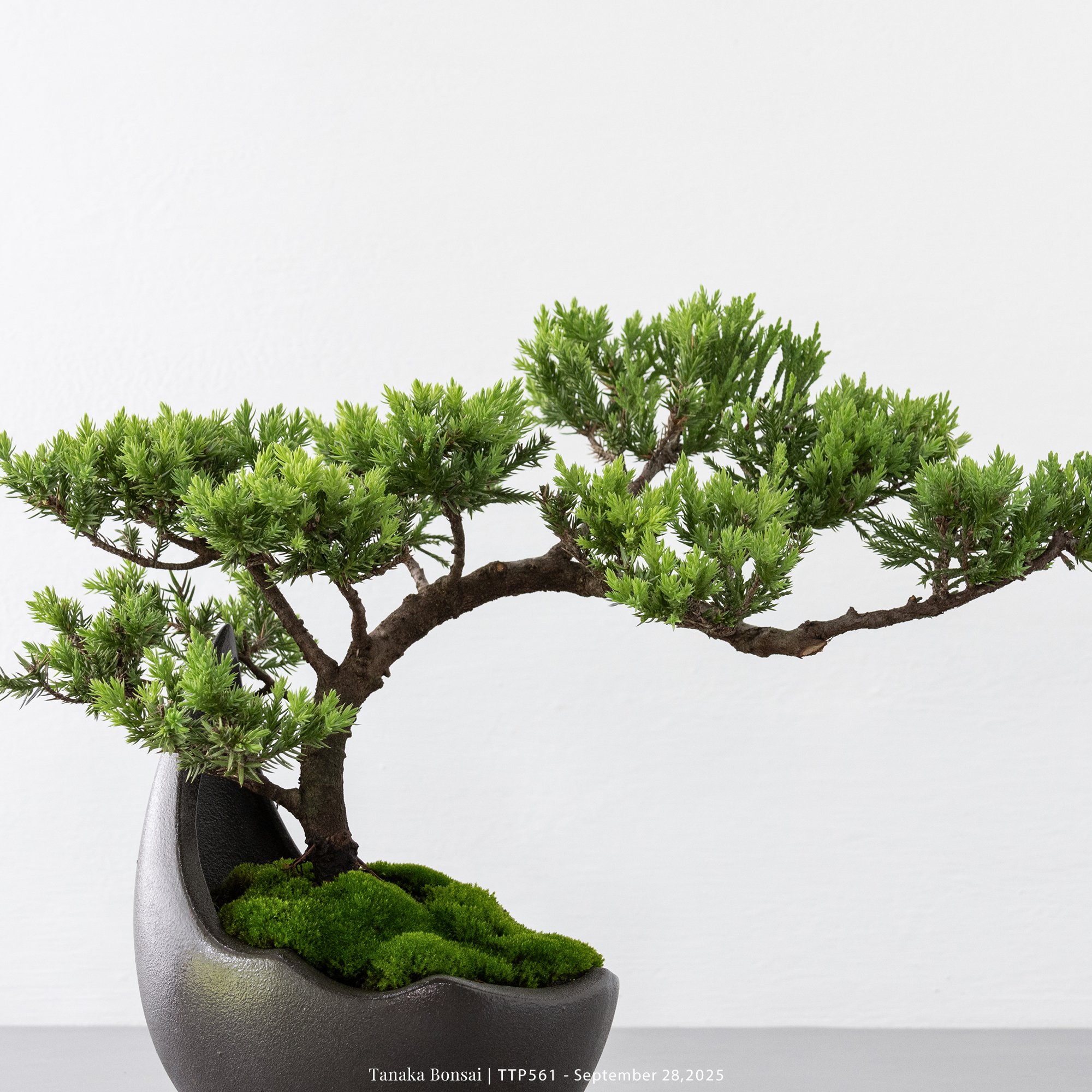 台灣真柏｜TTP561