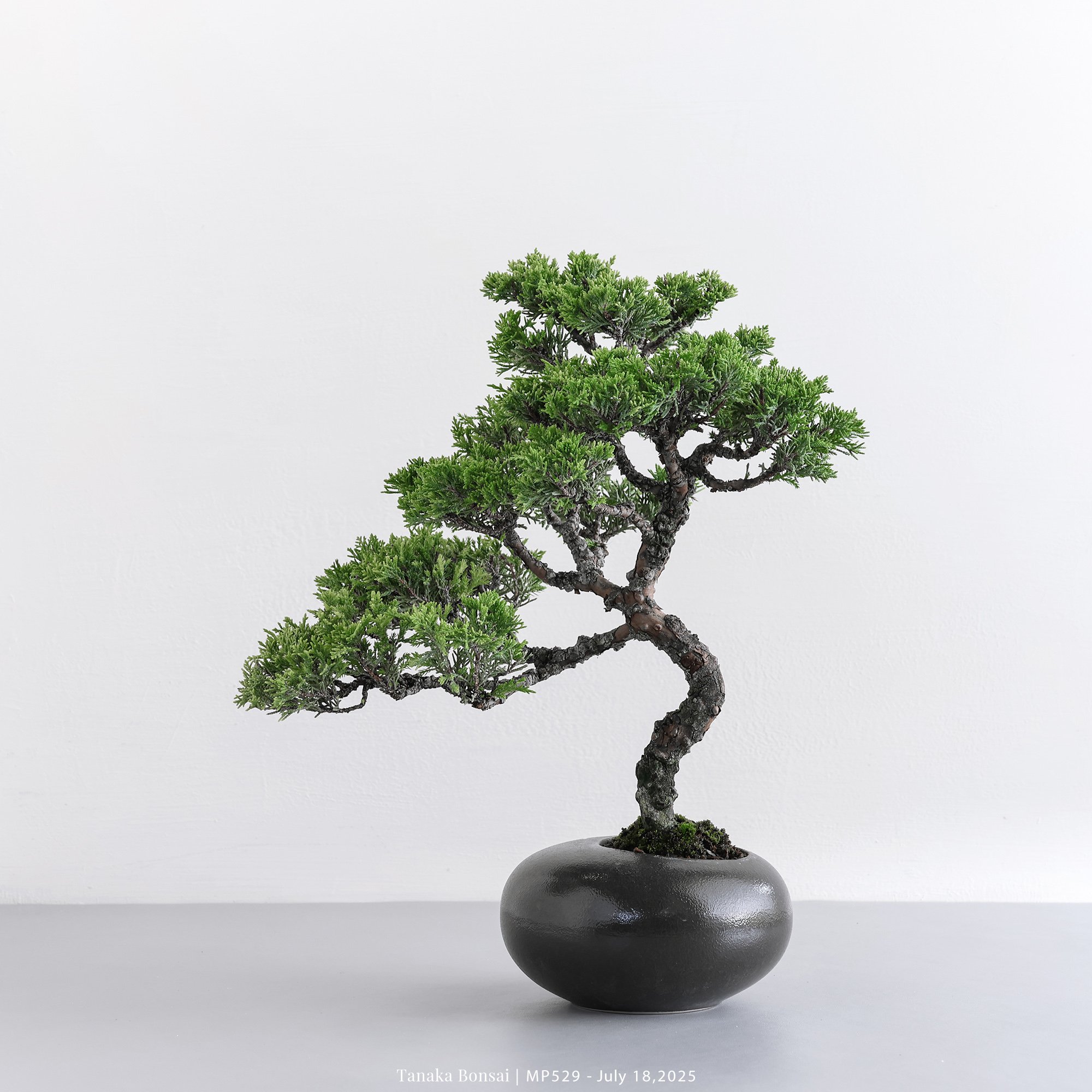 宮坂系魚川真柏｜MP529