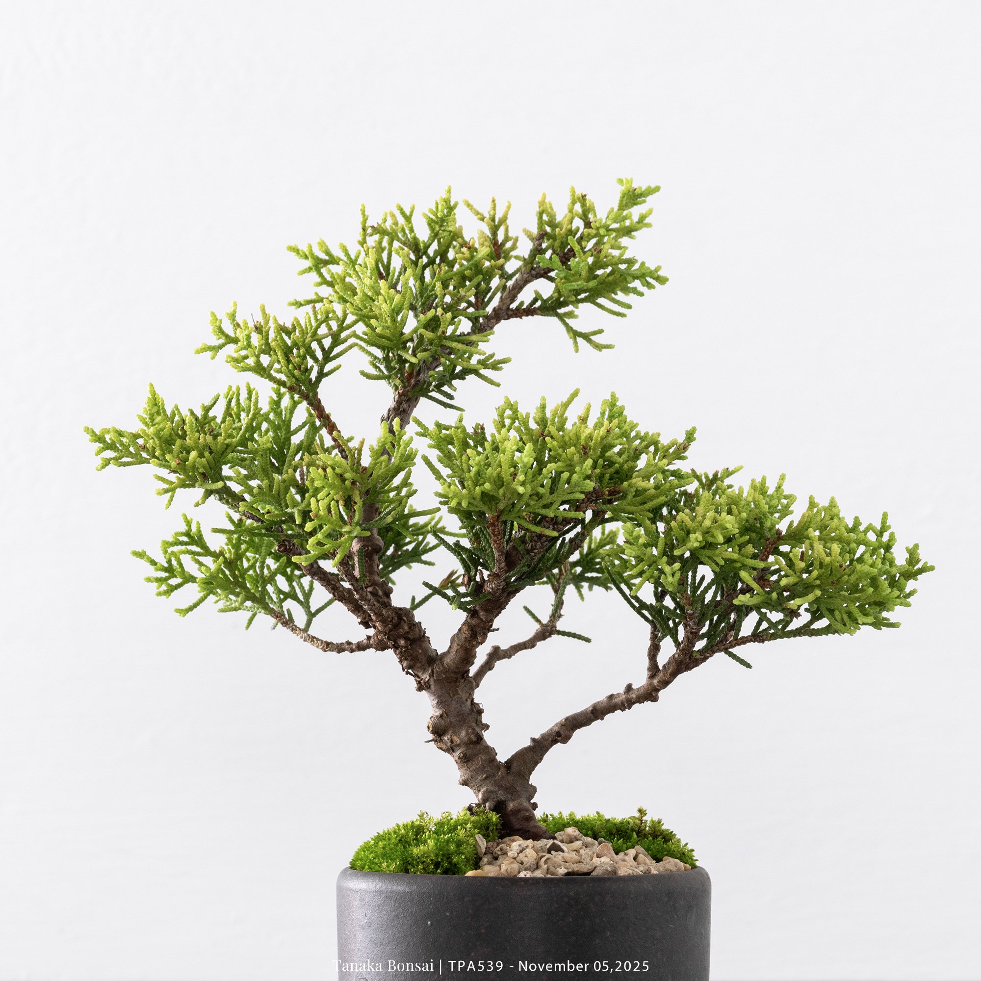 紀州真柏｜TPA539