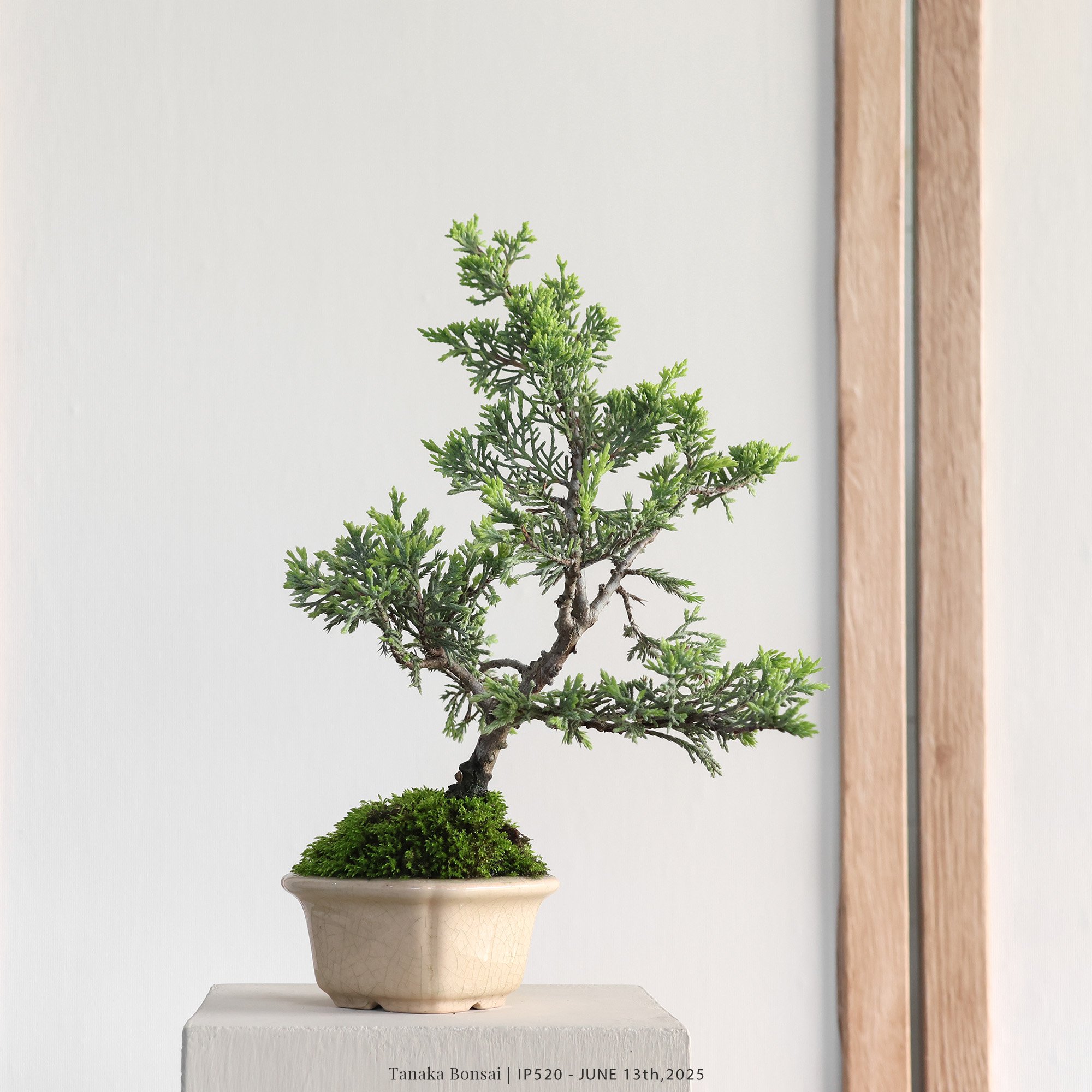 系魚川真柏｜IP520