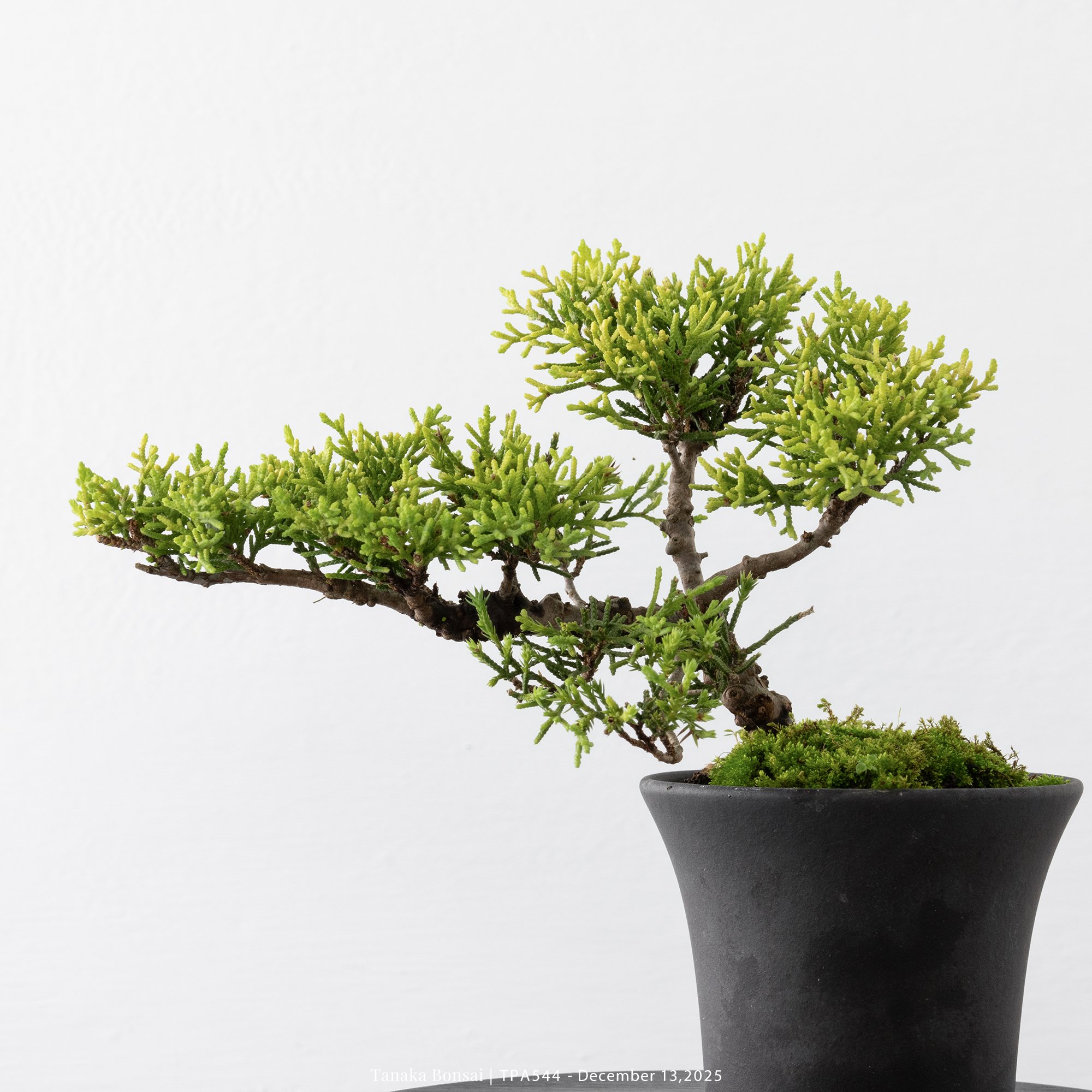 紀州真柏｜TPA544