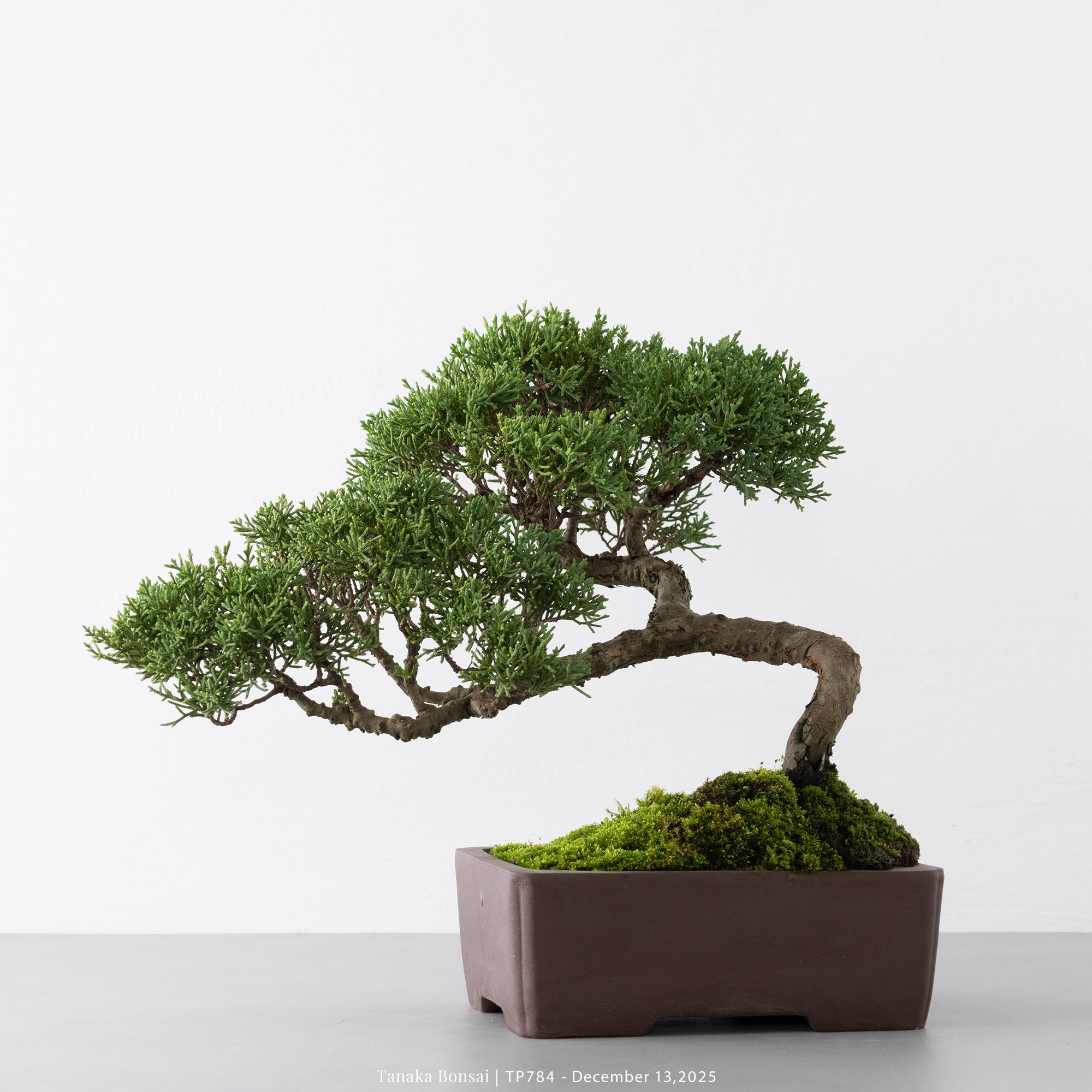 紀州真柏｜TP784