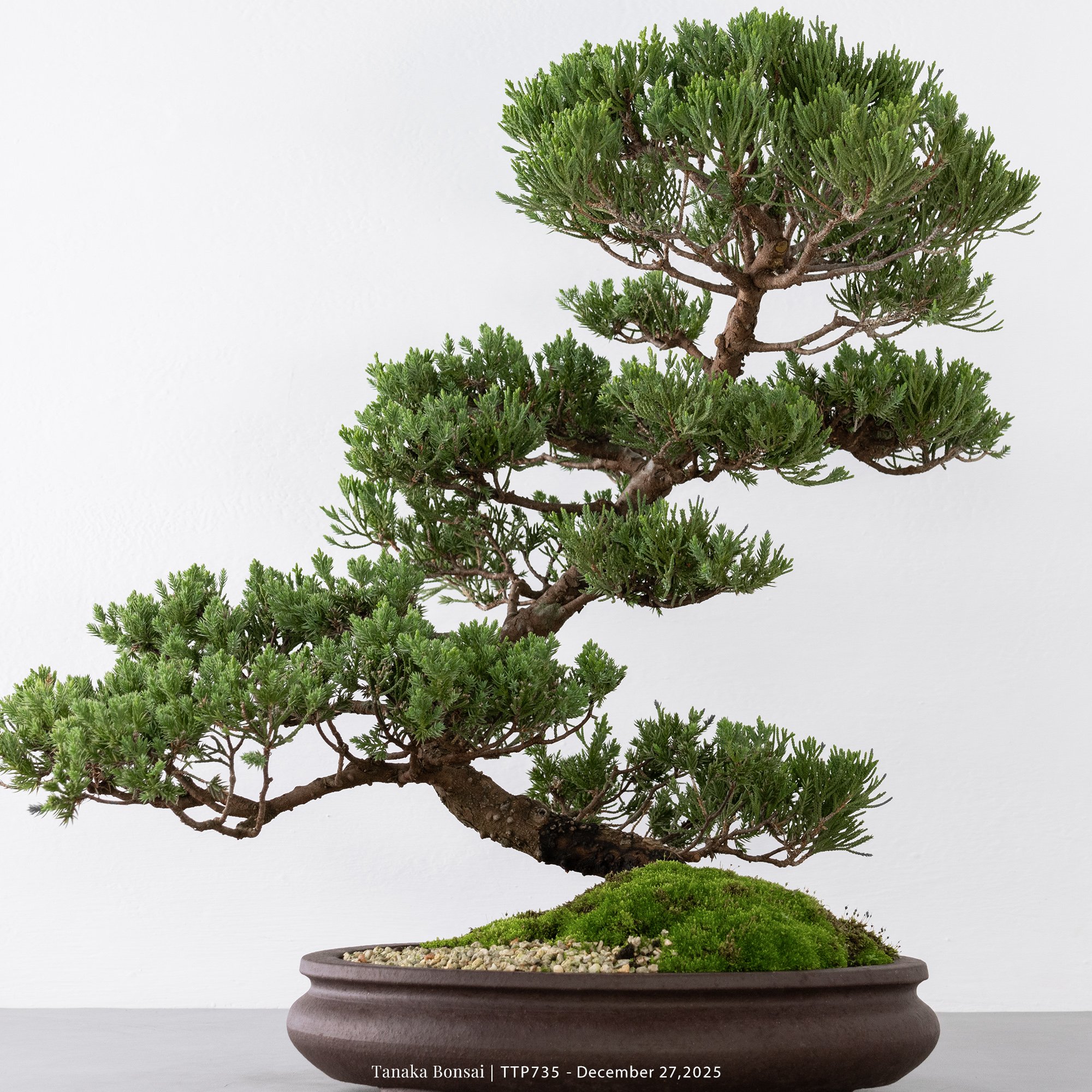 台灣真柏｜TTP735