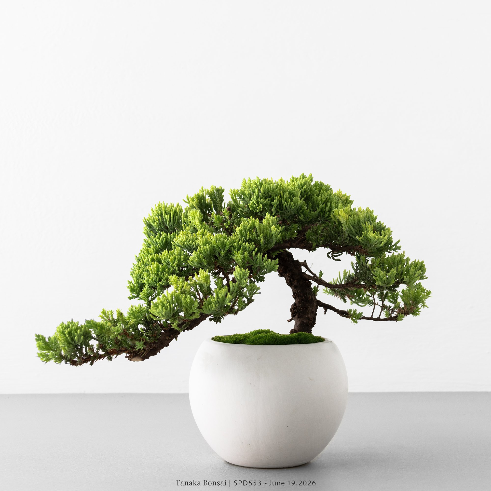 珍珠柏｜SPD553