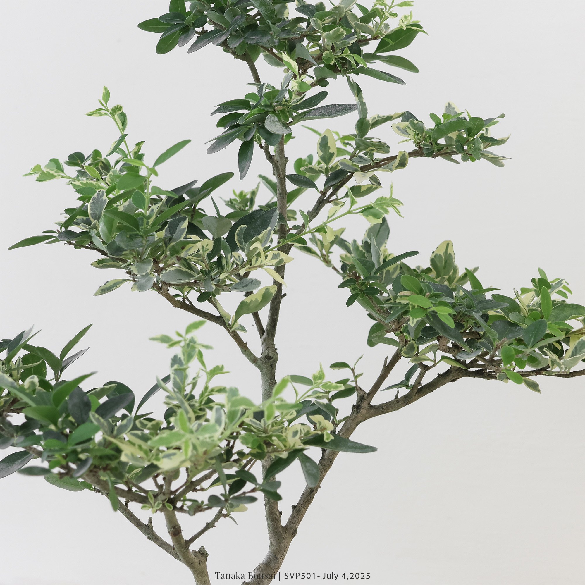 銀姬小蠟｜SVP501