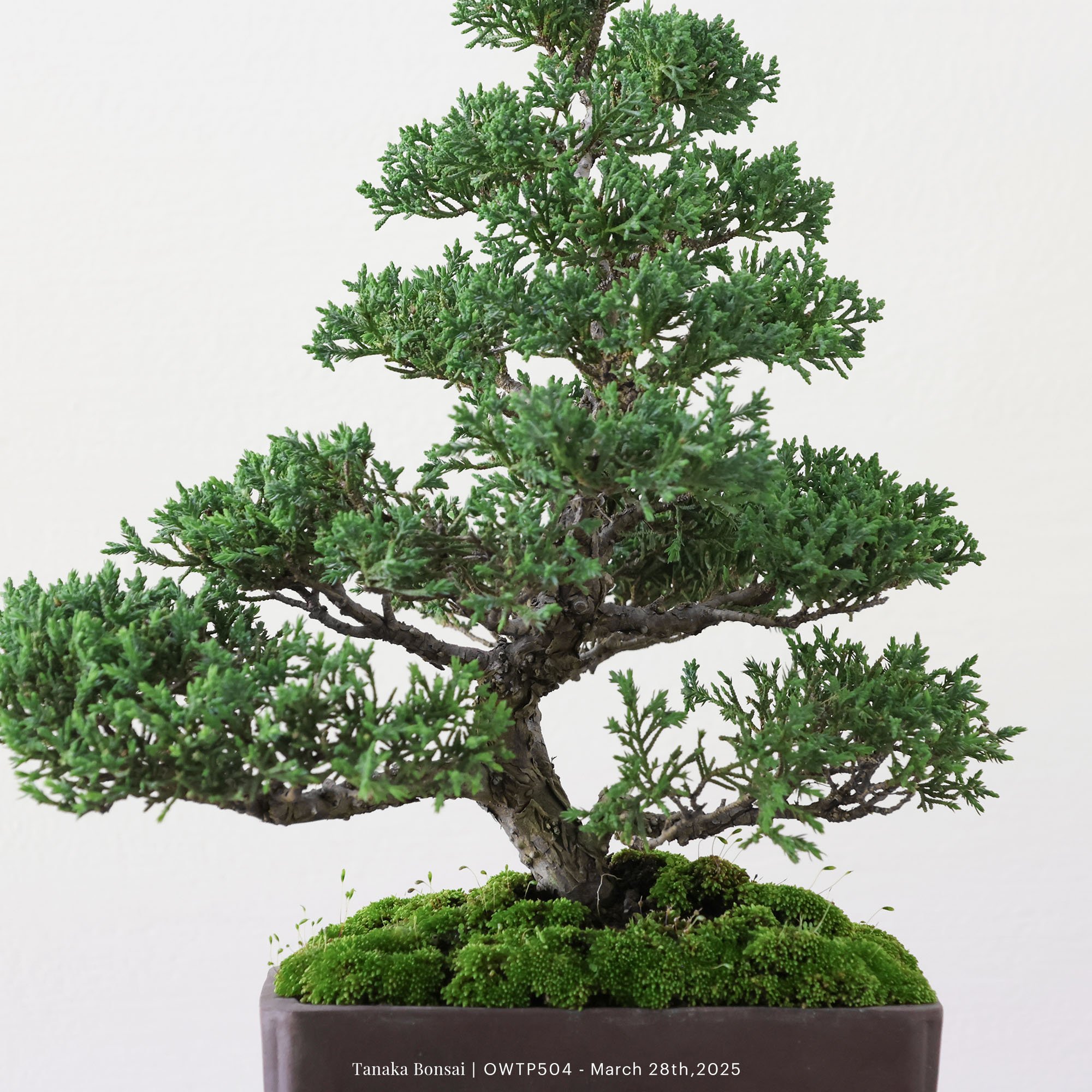 【官網限定】紀州真柏｜OWTP504