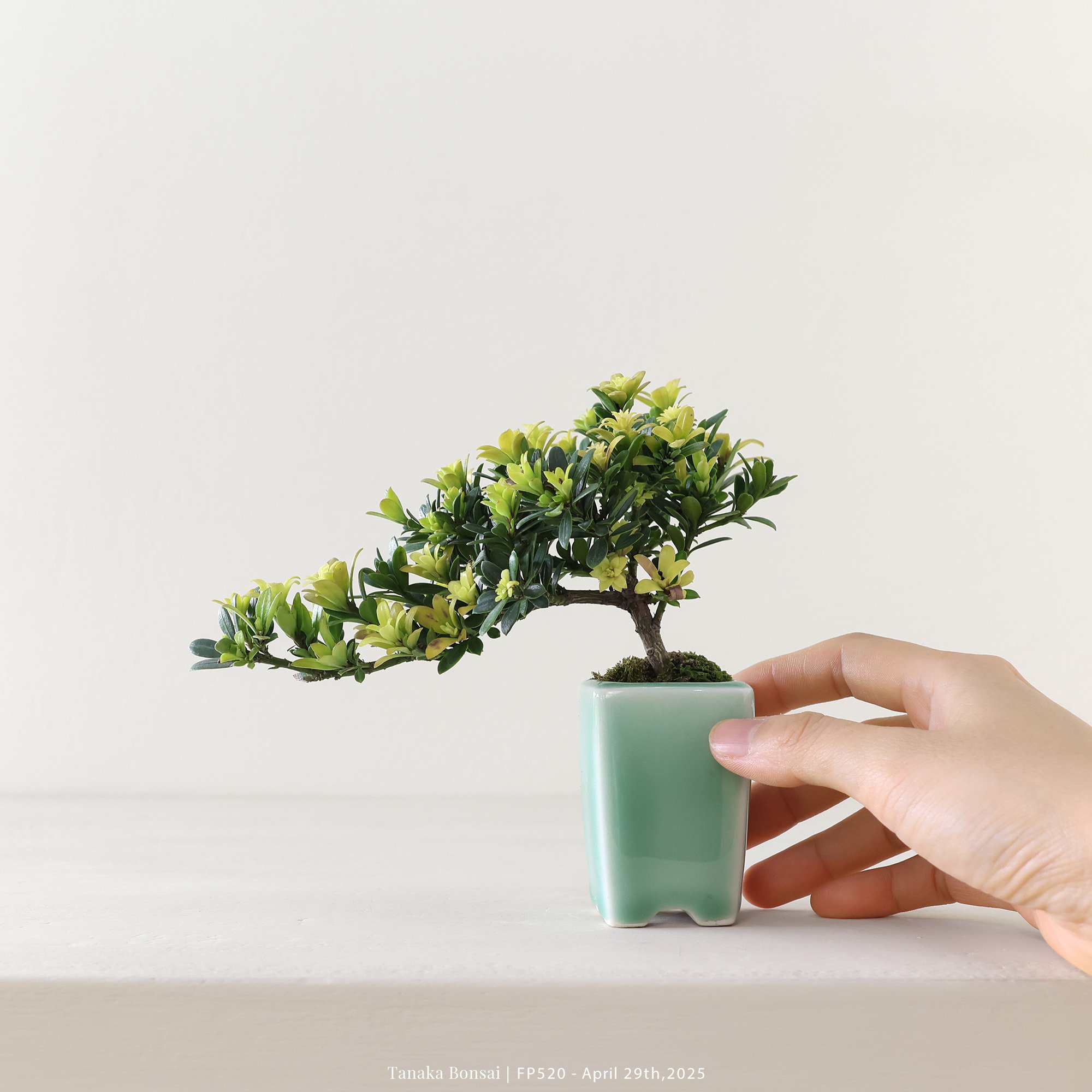 米葉羅漢松｜FP520