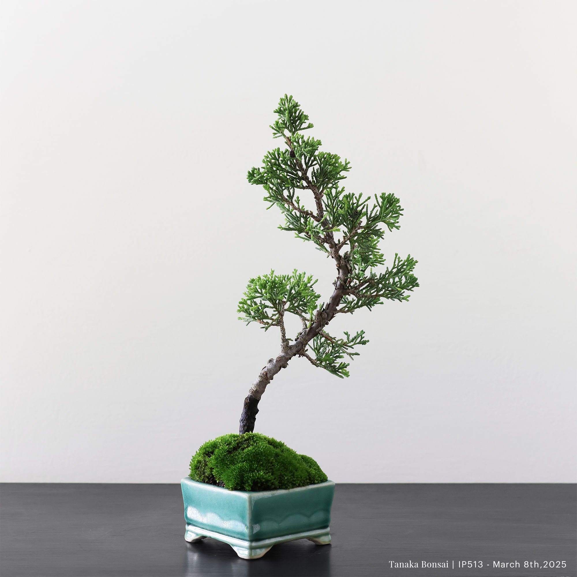 系魚川真柏｜IP513