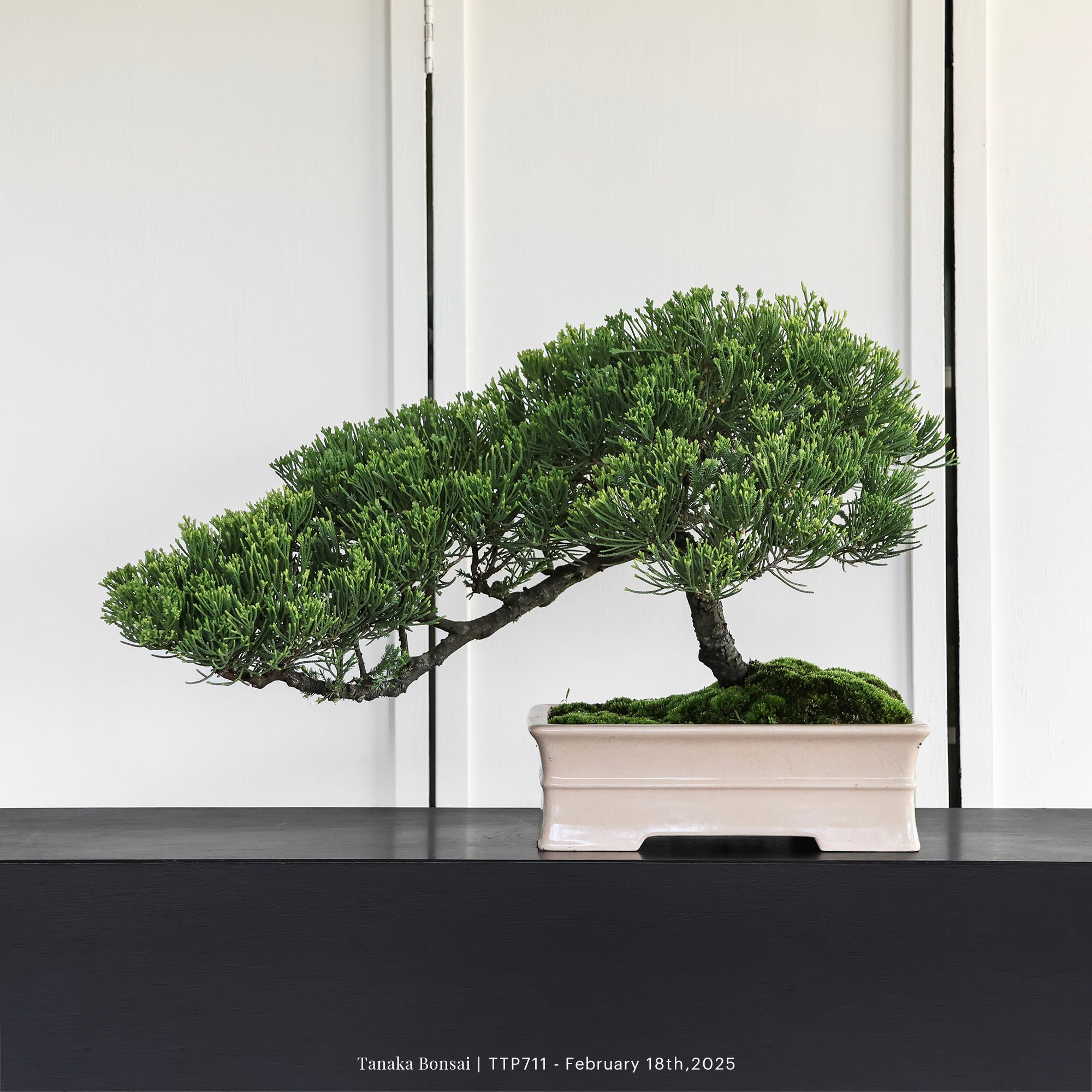 台灣真柏｜TTP711