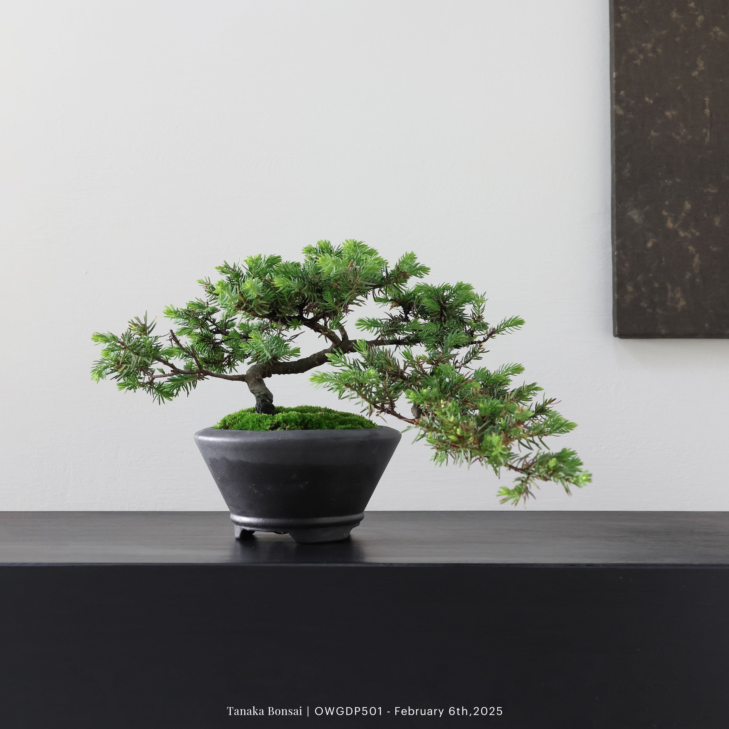 【官網限定】黃金杜松｜OWGDP501