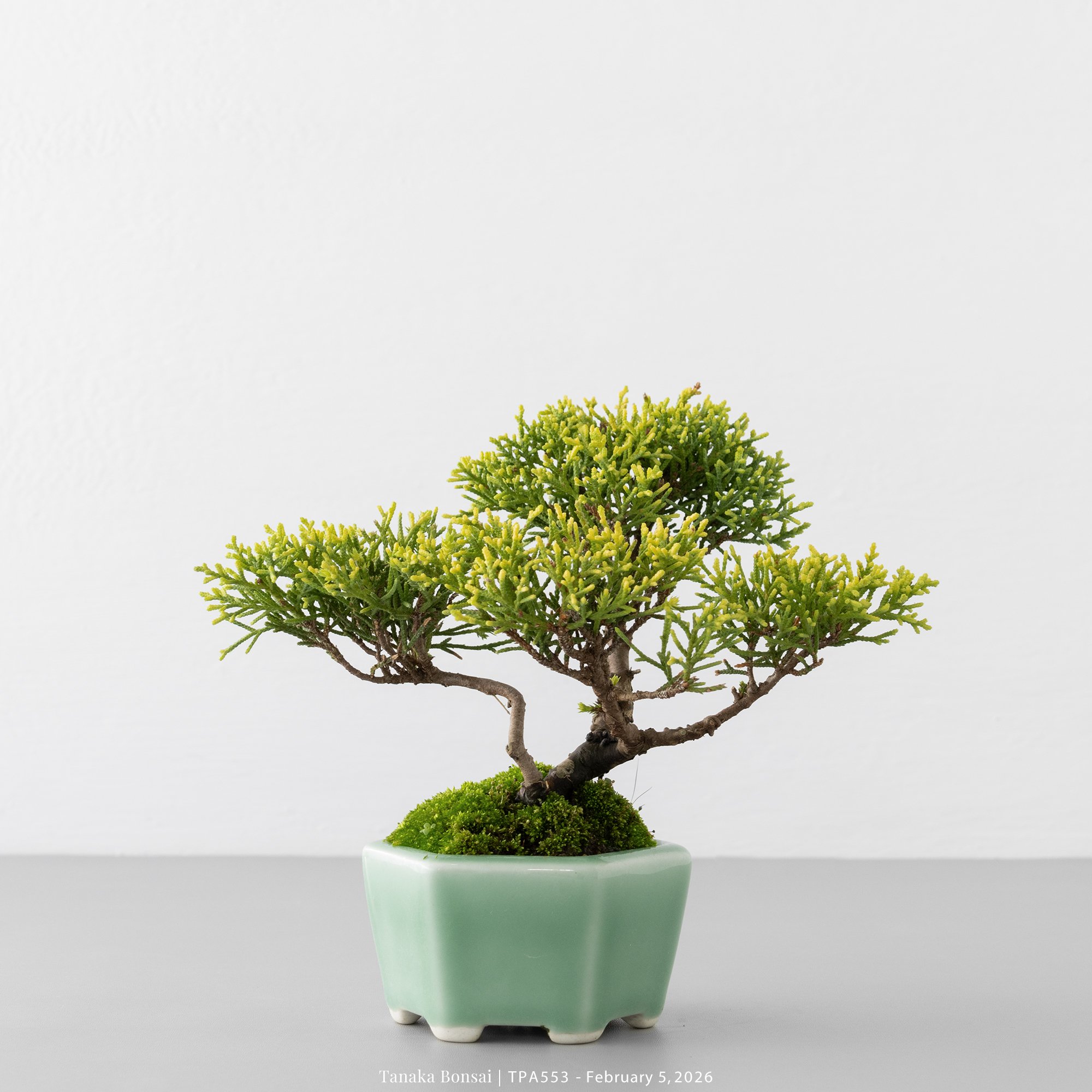 紀州真柏｜TPA553