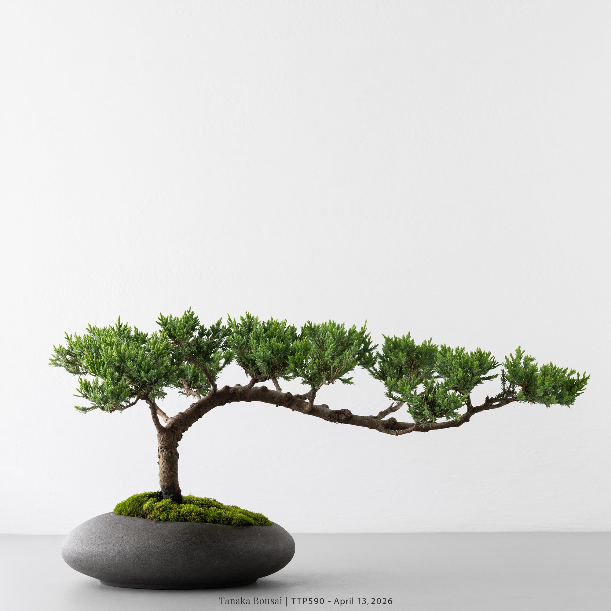 臺灣真柏｜TTP590