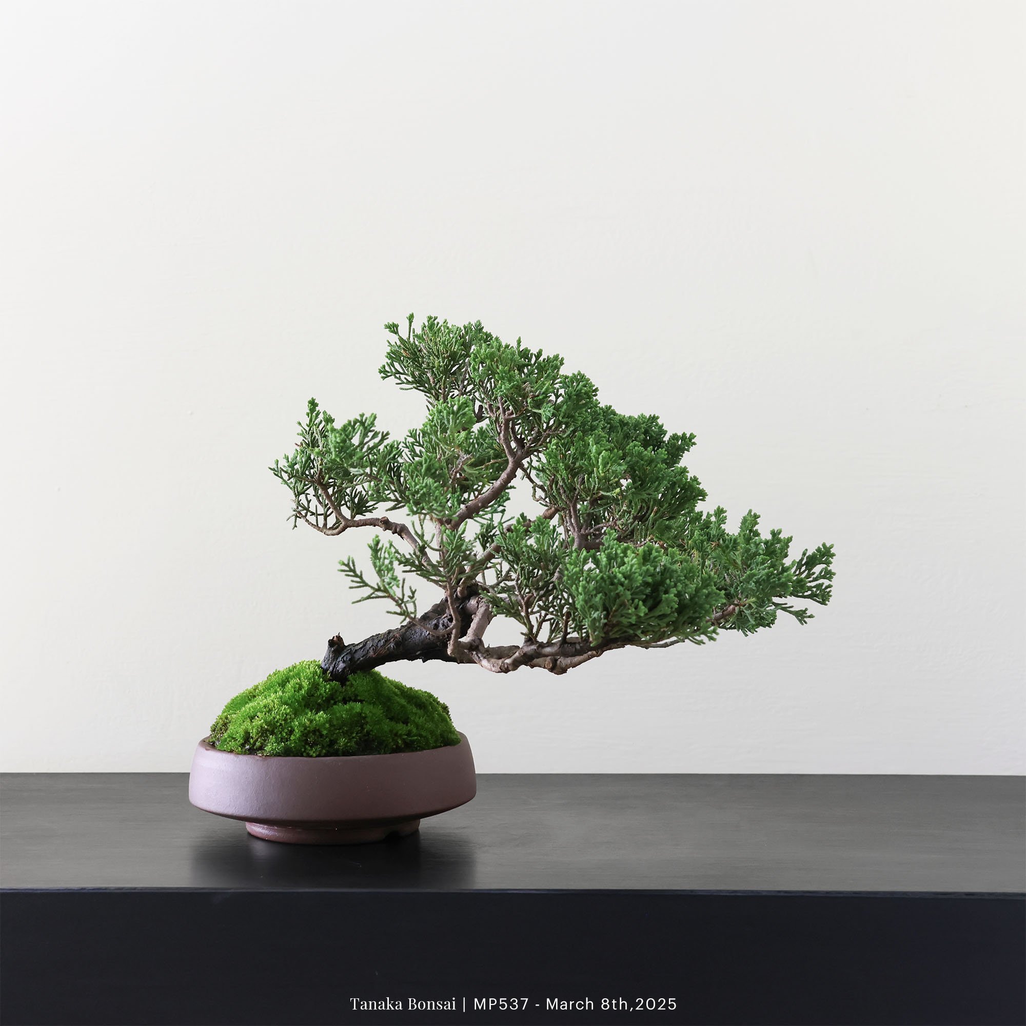 宮坂系魚川真柏｜MP537