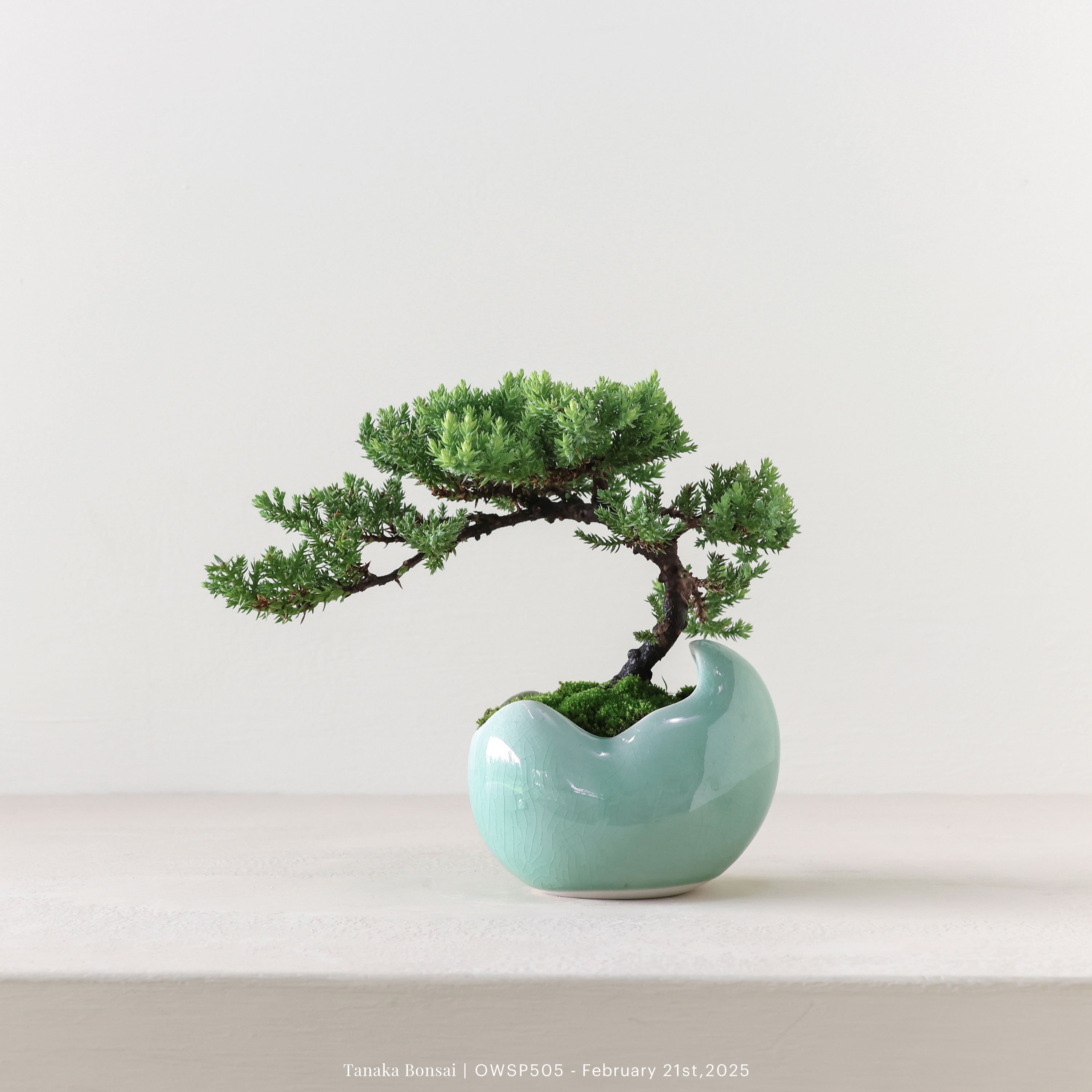 【官網限定】珍珠柏｜OWSP505