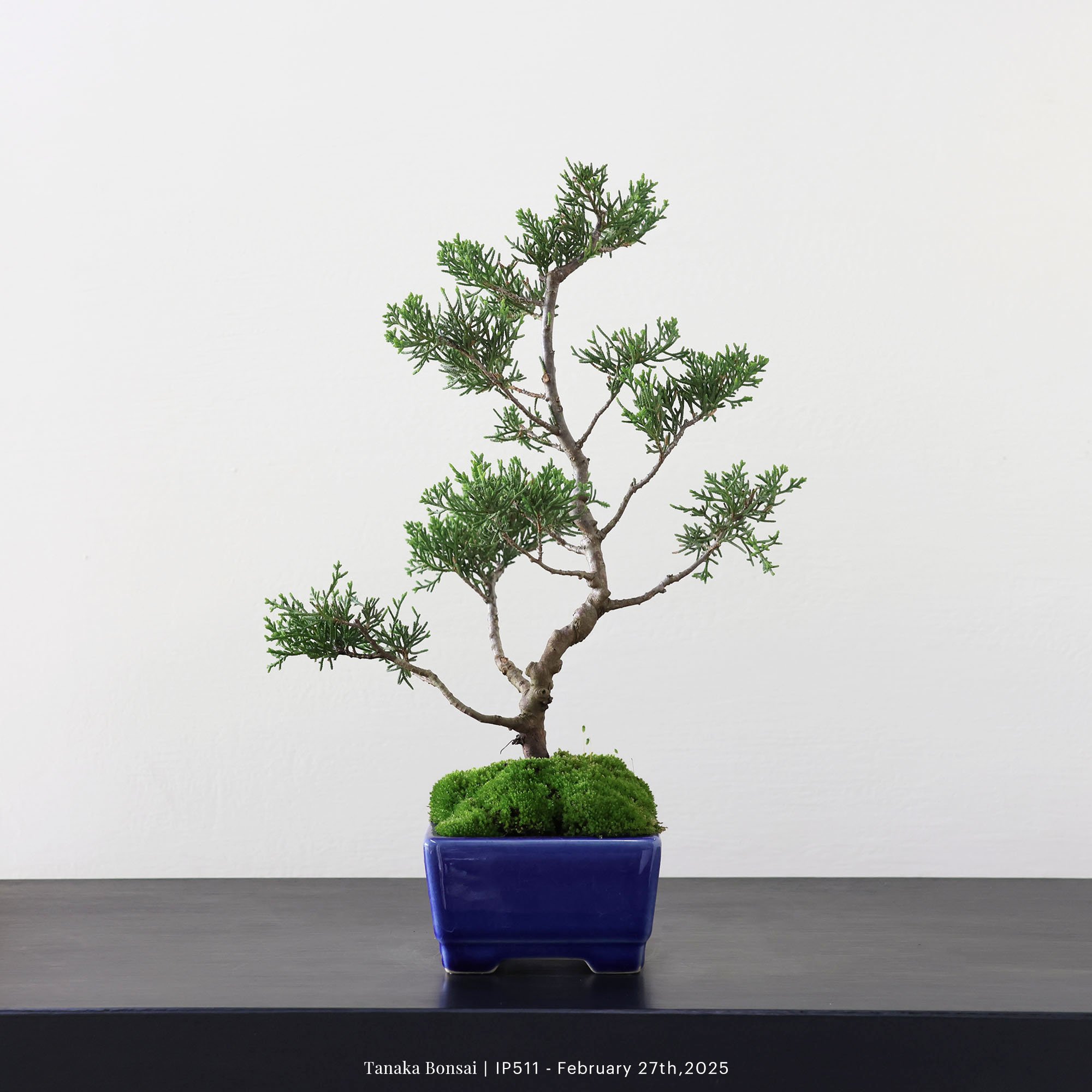 系魚川真柏｜IP511