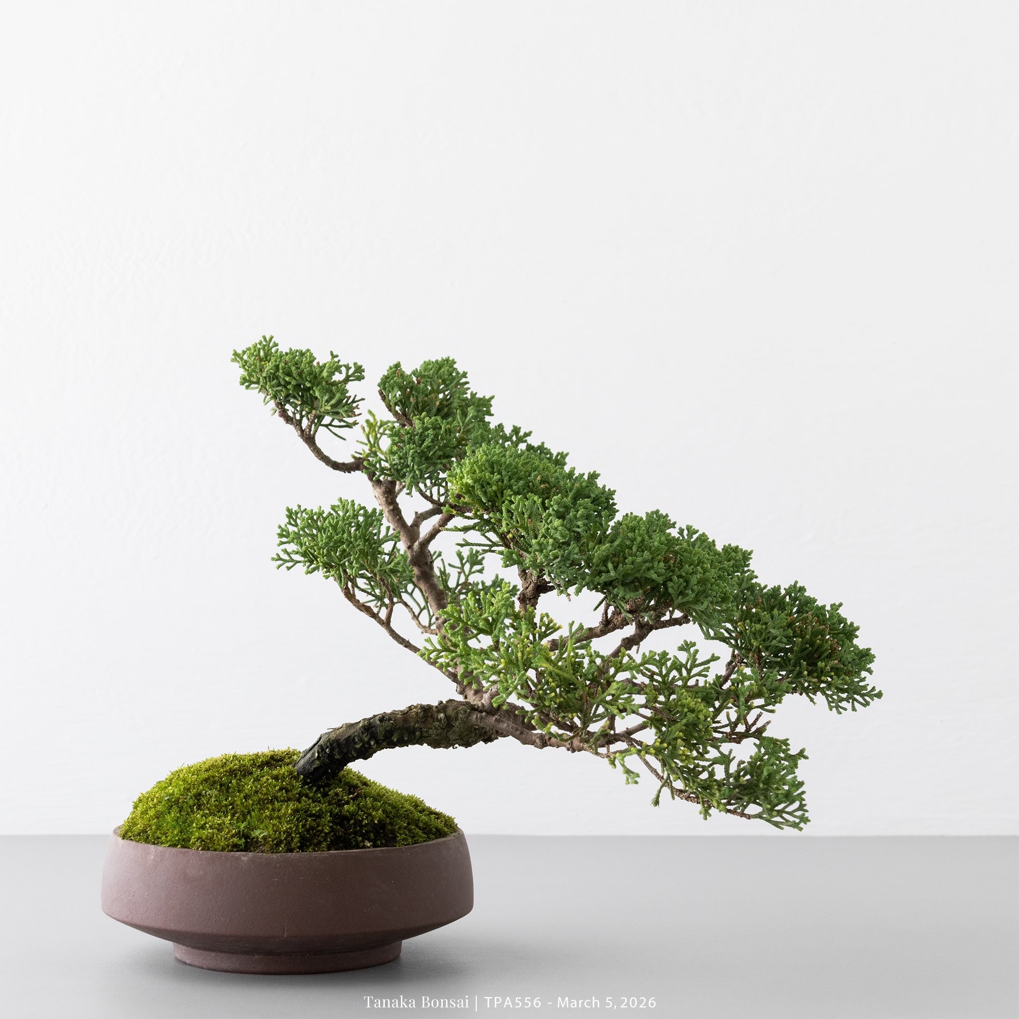 紀州真柏｜TPA556