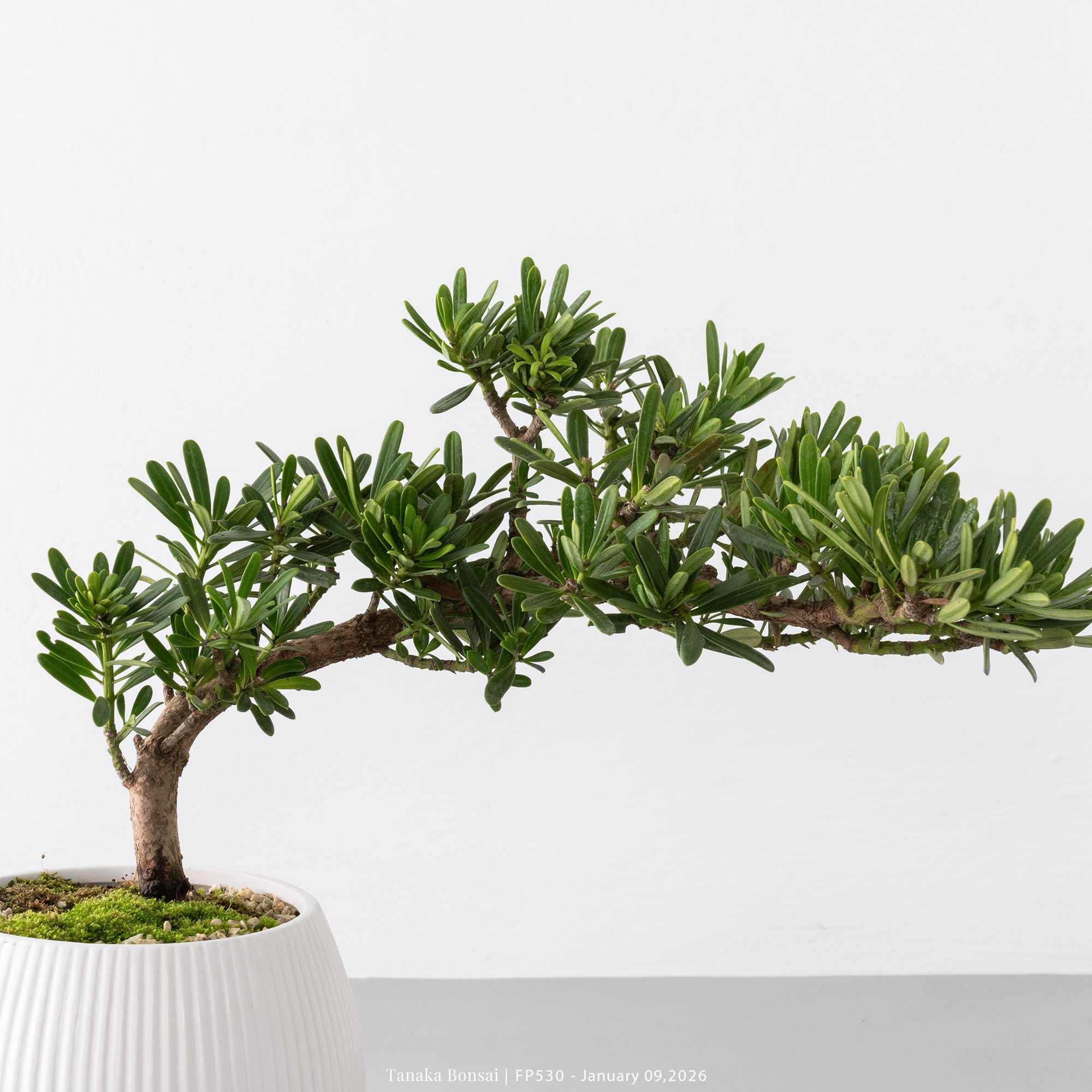 晶鑽羅漢松｜FP530