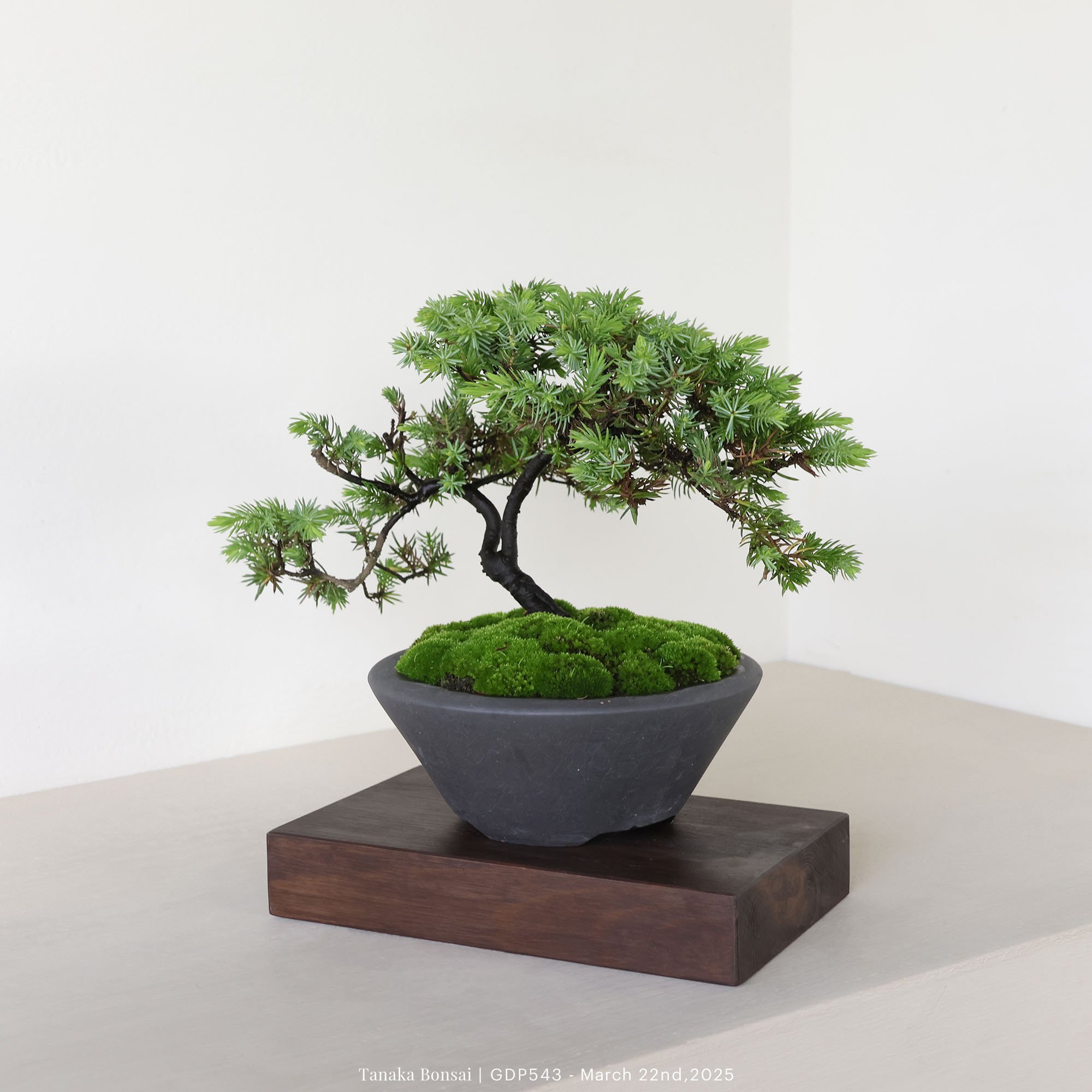 黃金杜松｜GDP543