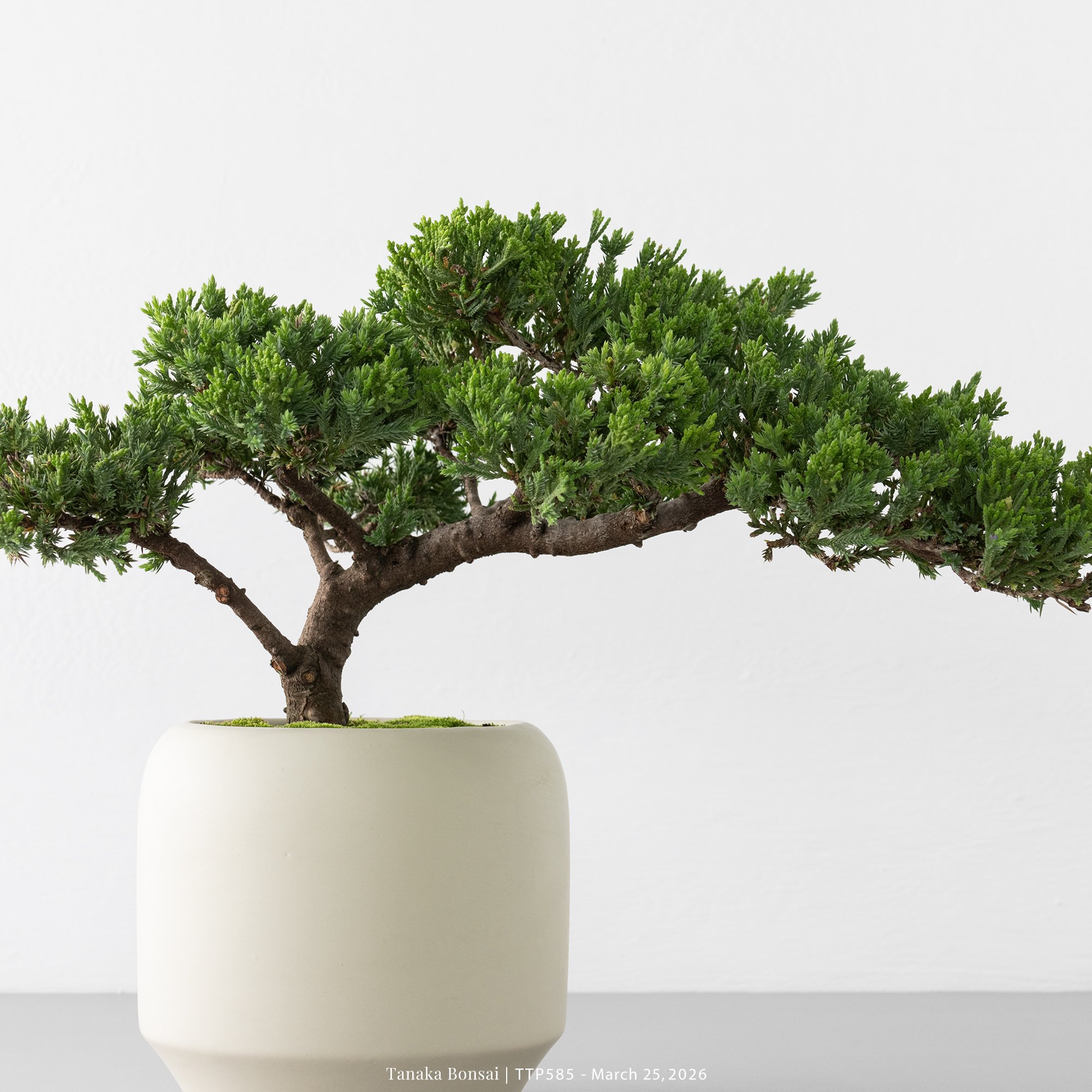 臺灣真柏｜TTP585