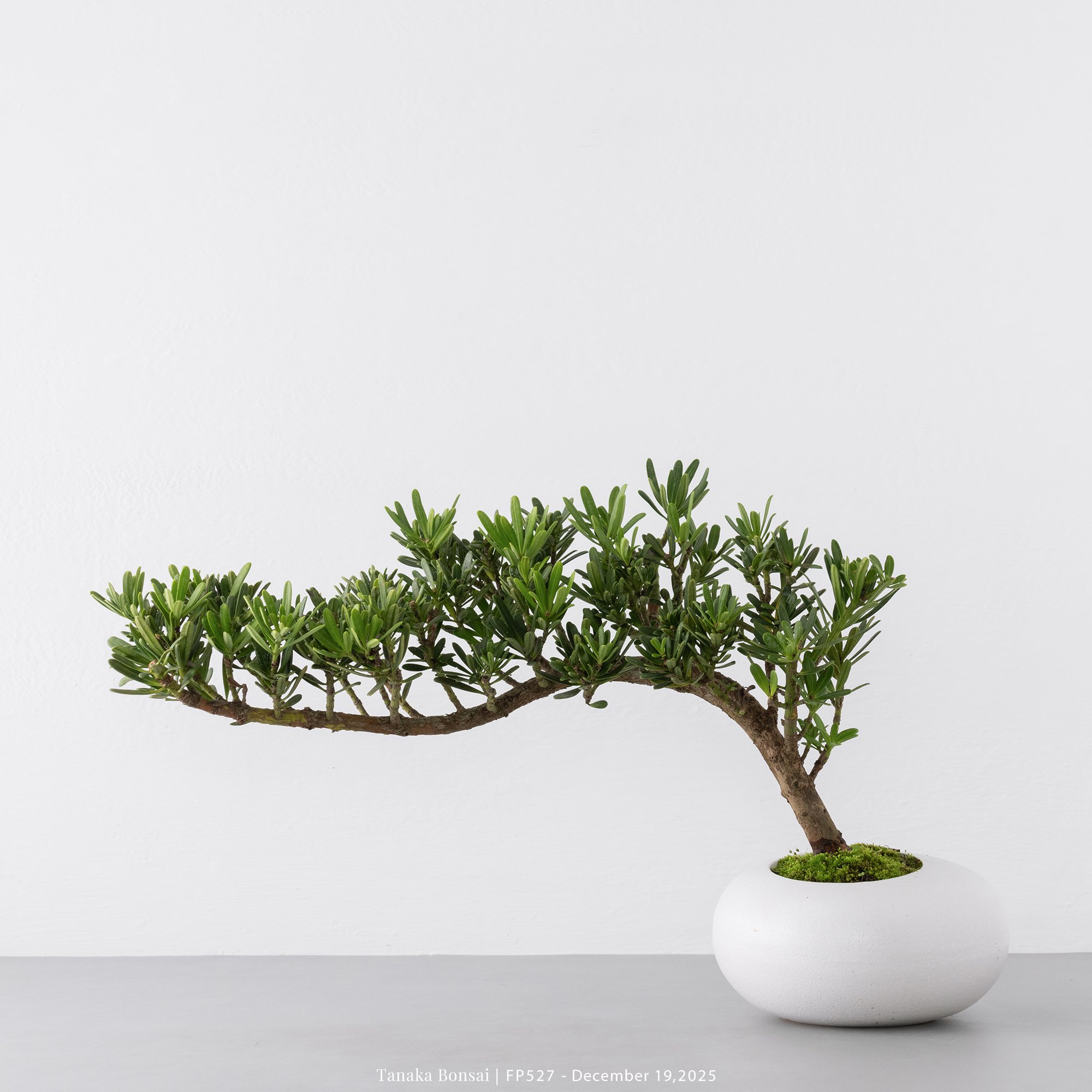 滿天星羅漢松｜FP527