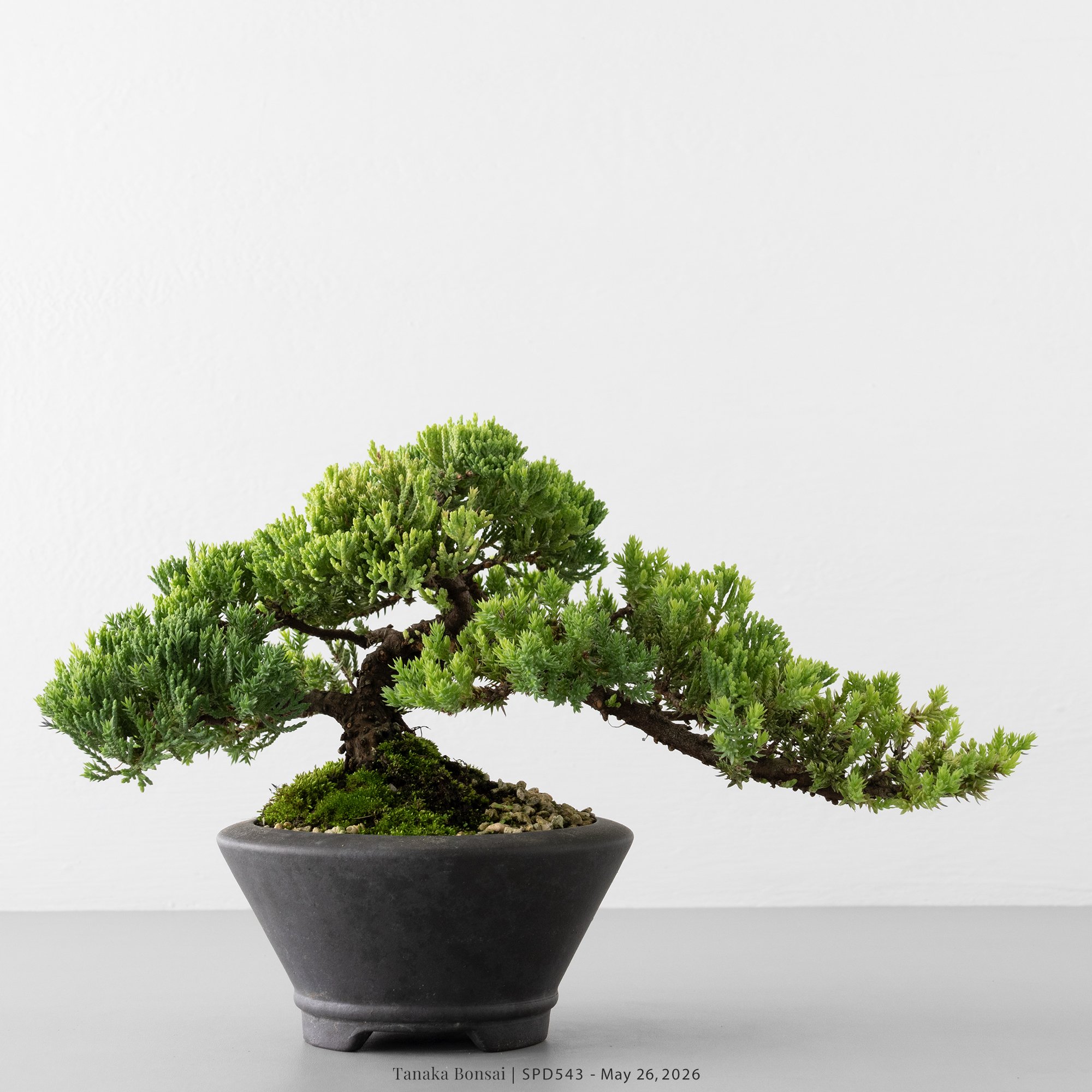 珍珠柏｜SPD543