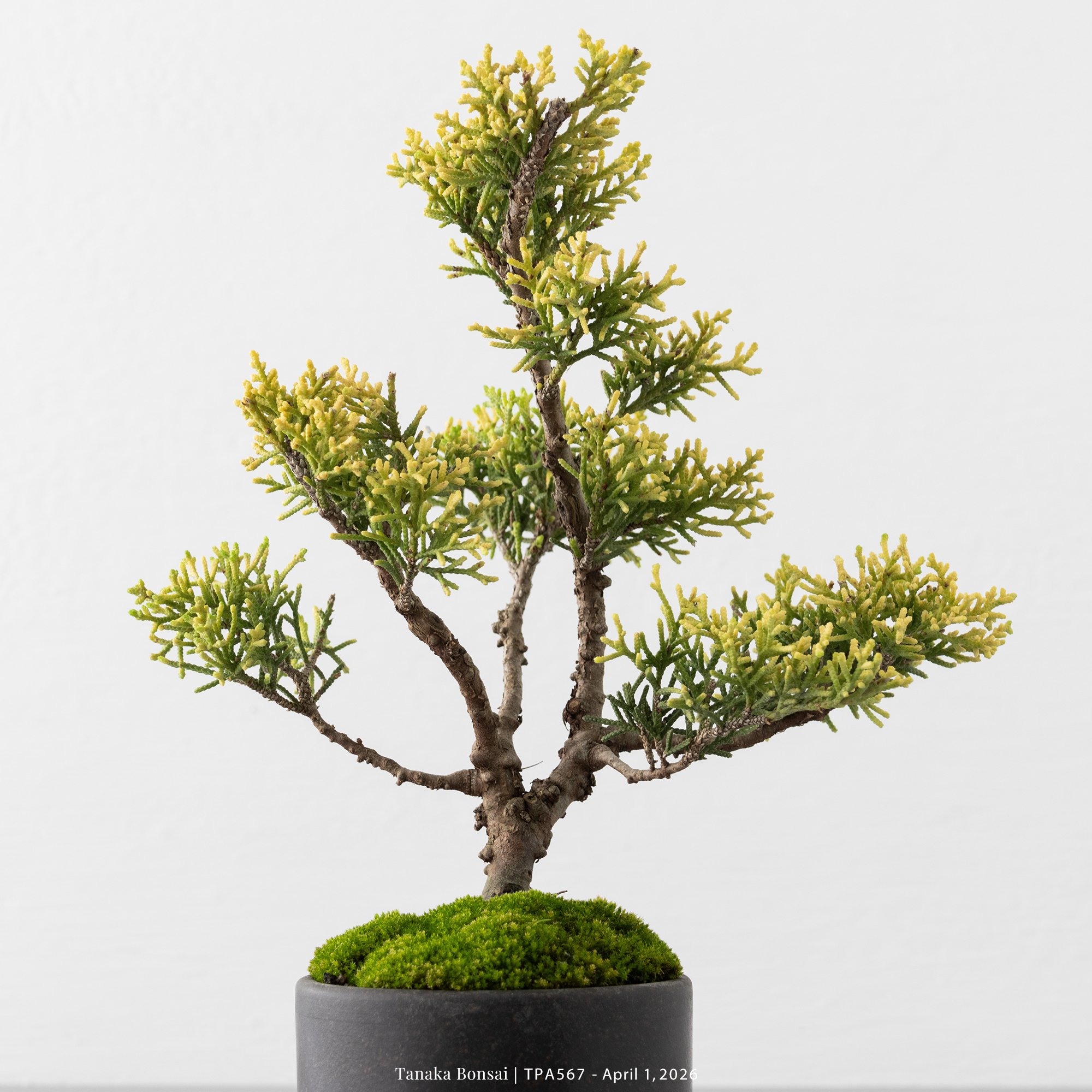 紀州真柏｜TPA567