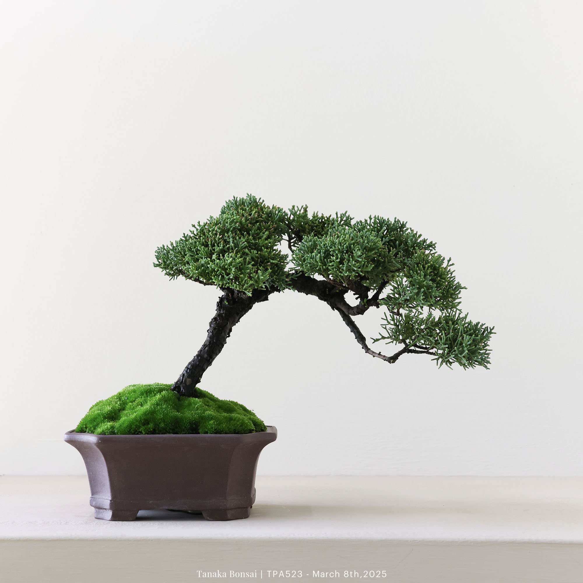 紀州真柏｜TPA523