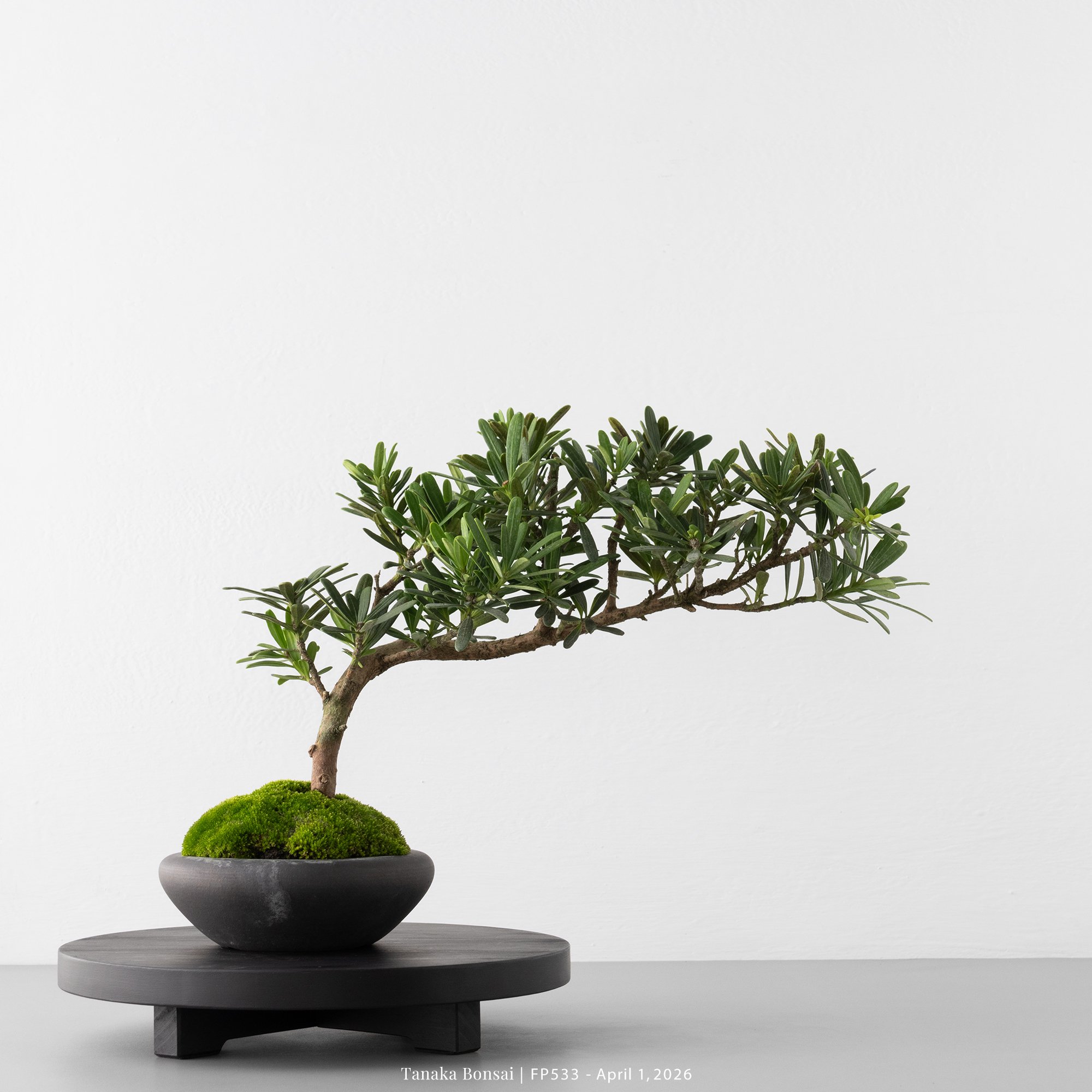 晶鑽羅漢松｜FP533