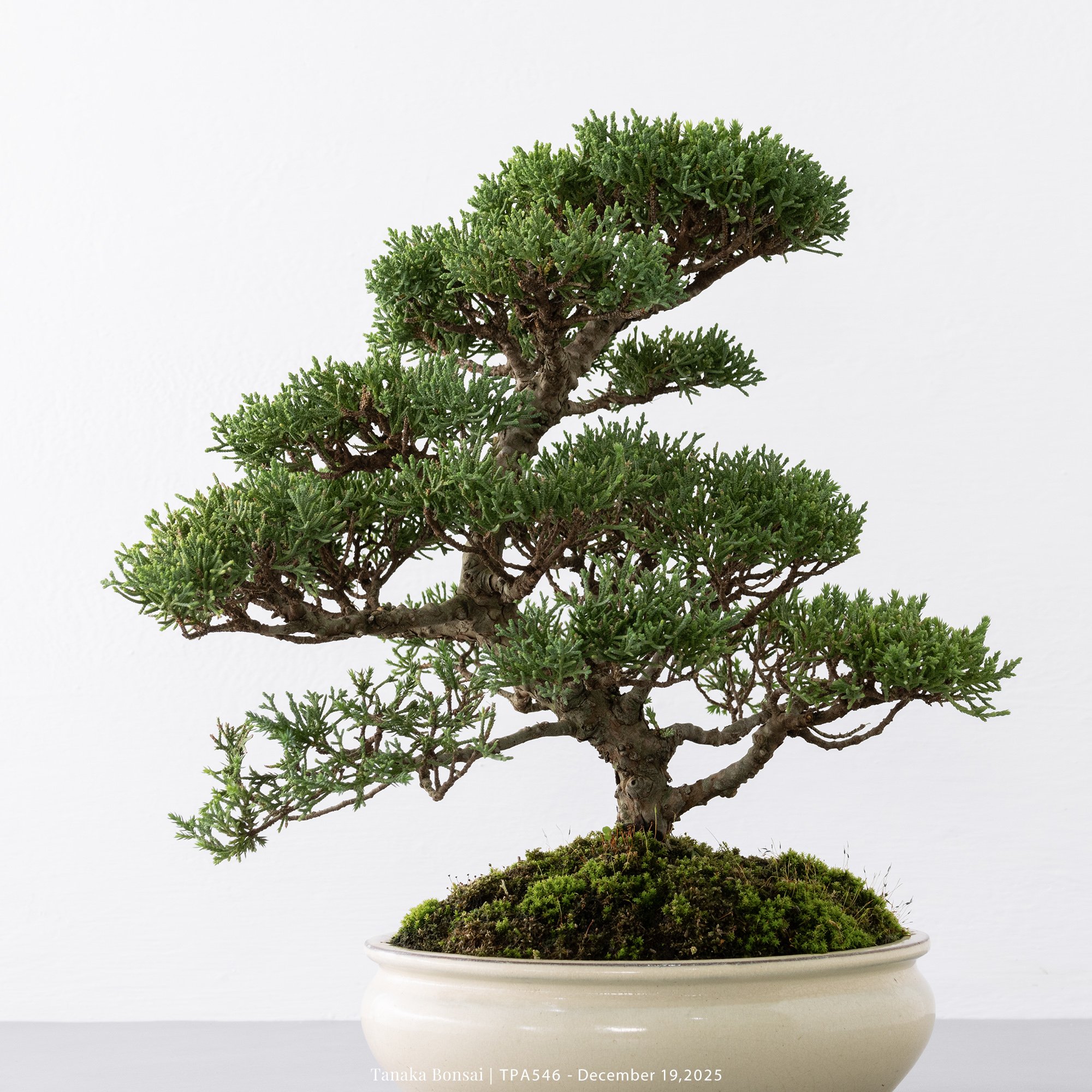 紀州真柏｜TPA546