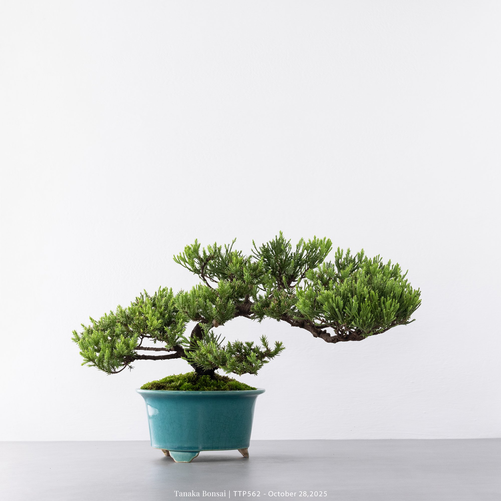 台灣真柏｜TTP562