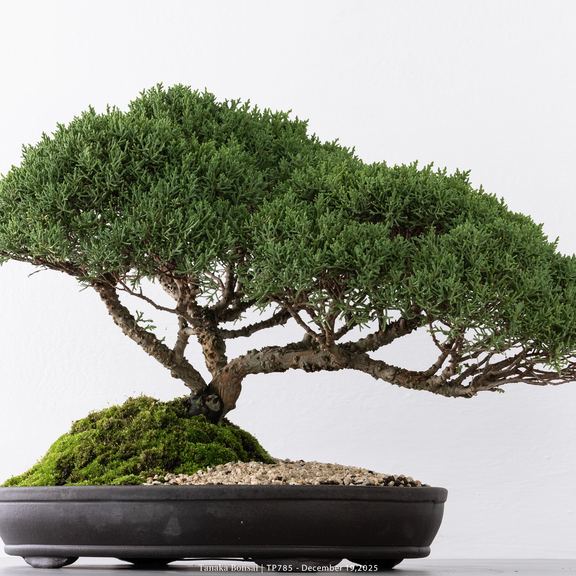 紀州真柏｜TP785