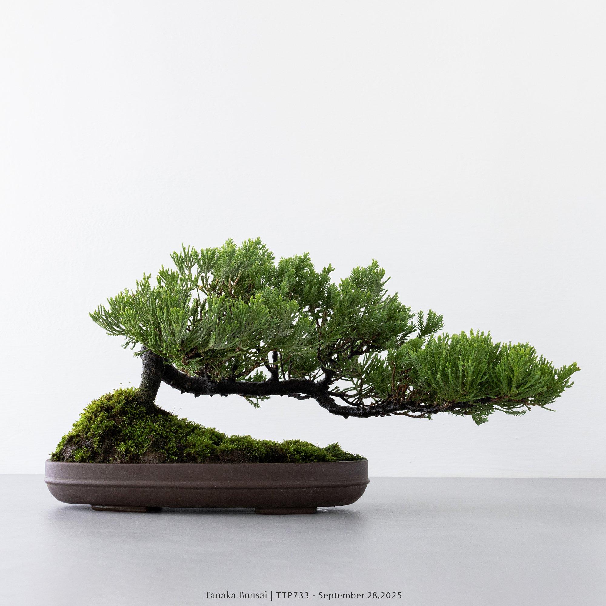 台灣真柏｜TTP733