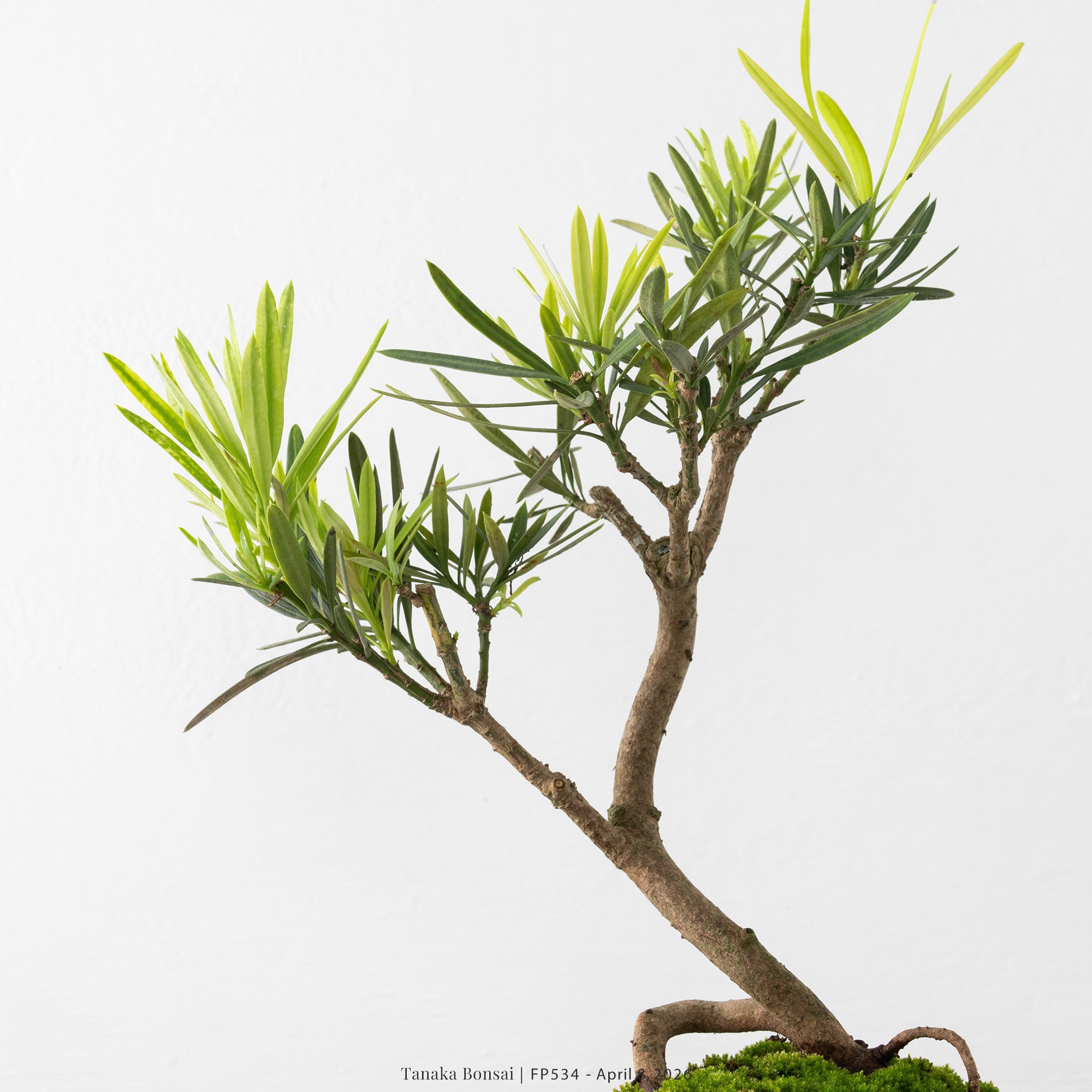 虎斑羅漢松｜FP534