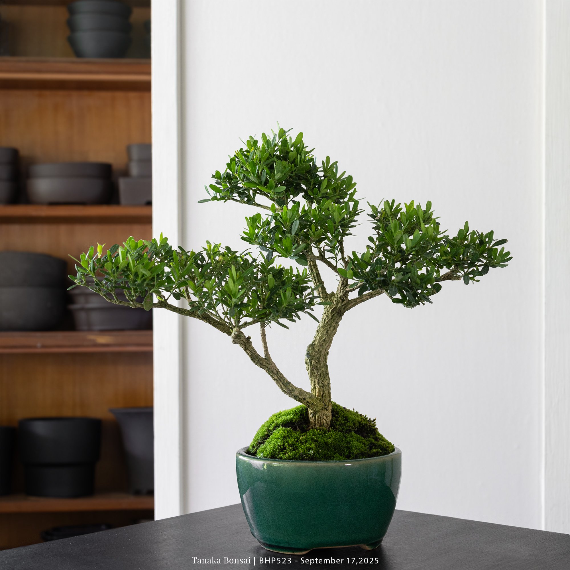 雀舌黃楊｜BHP523