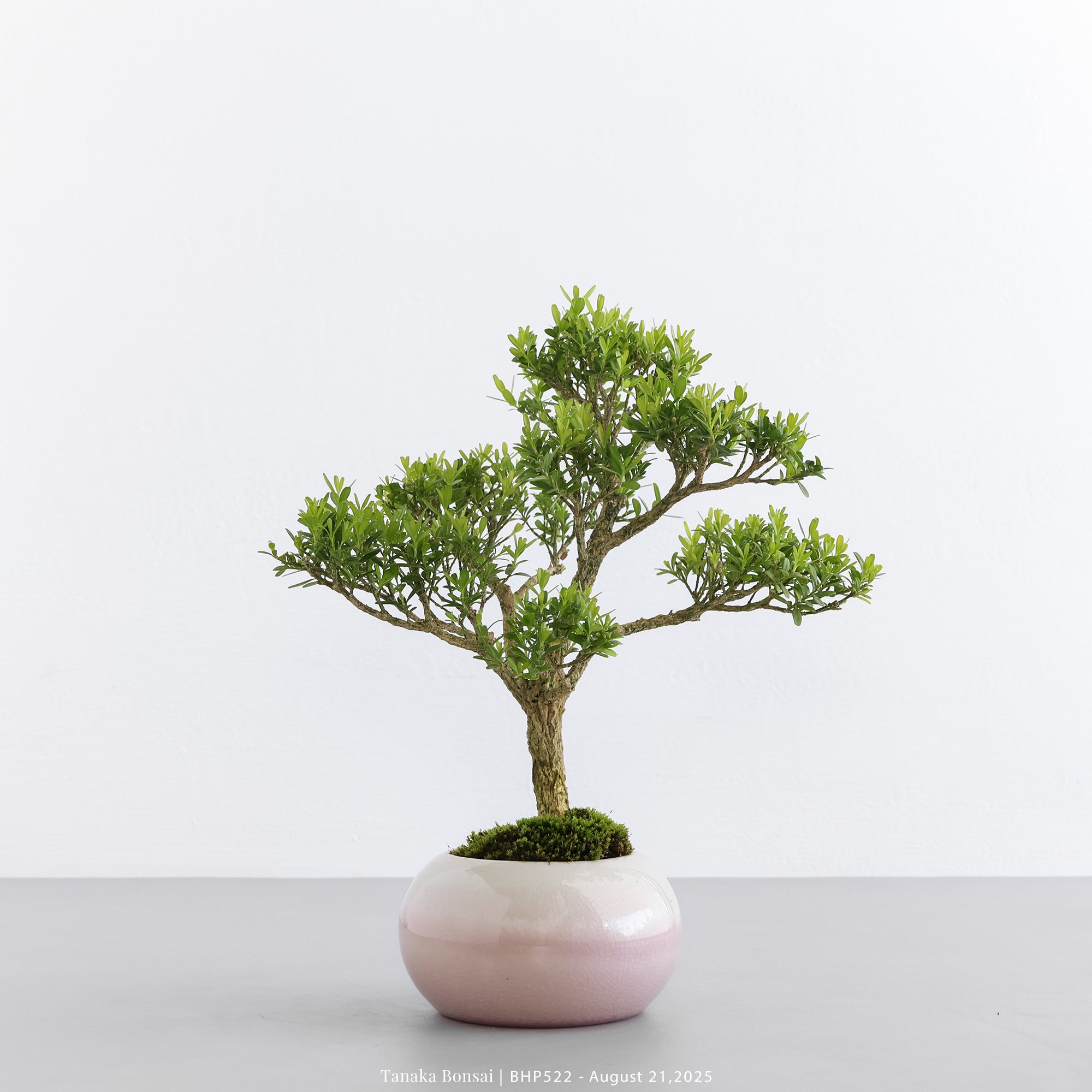 雀舌黃楊｜BHP522