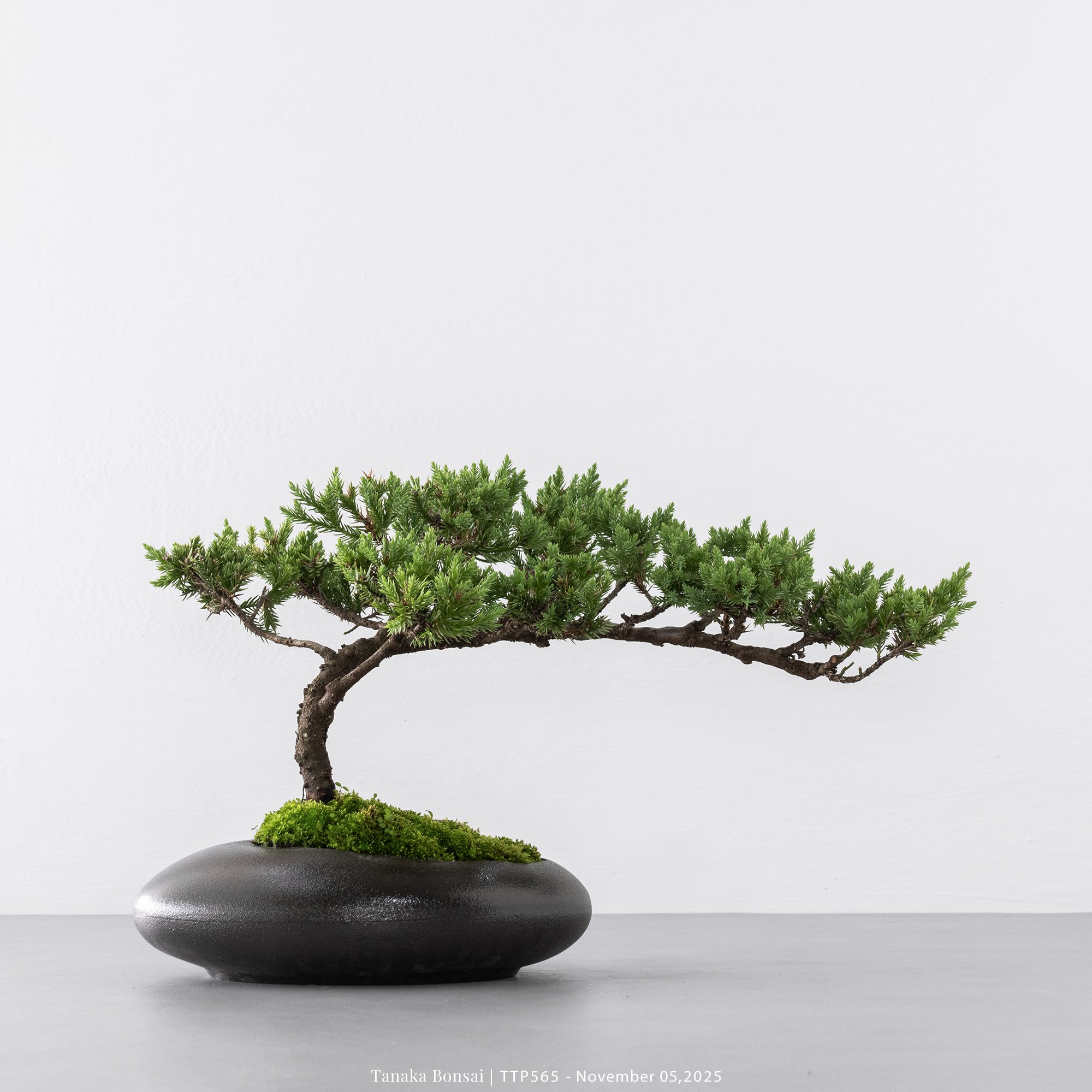 台灣真柏｜TTP565