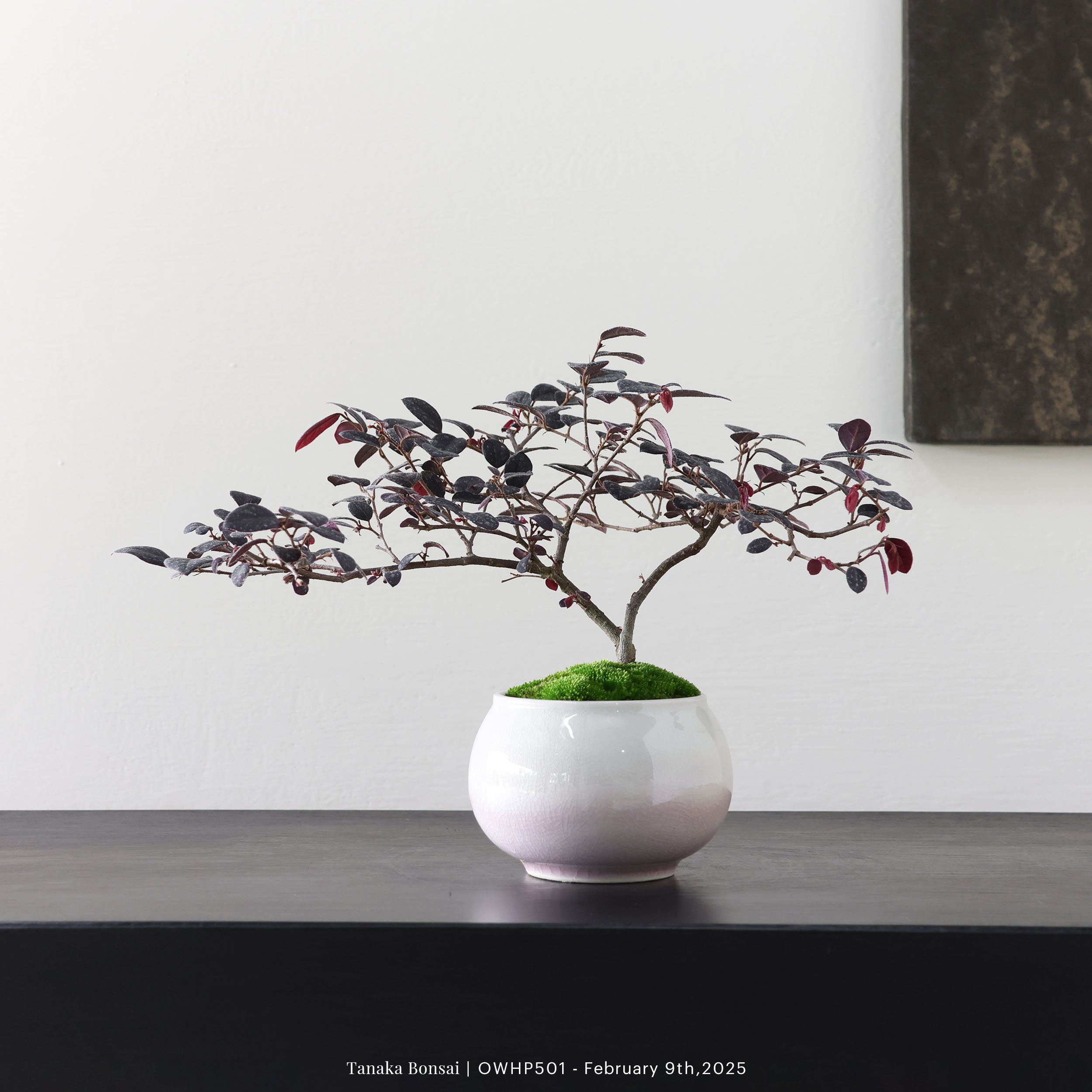 【官網限定】紅花繼木｜OWHP501