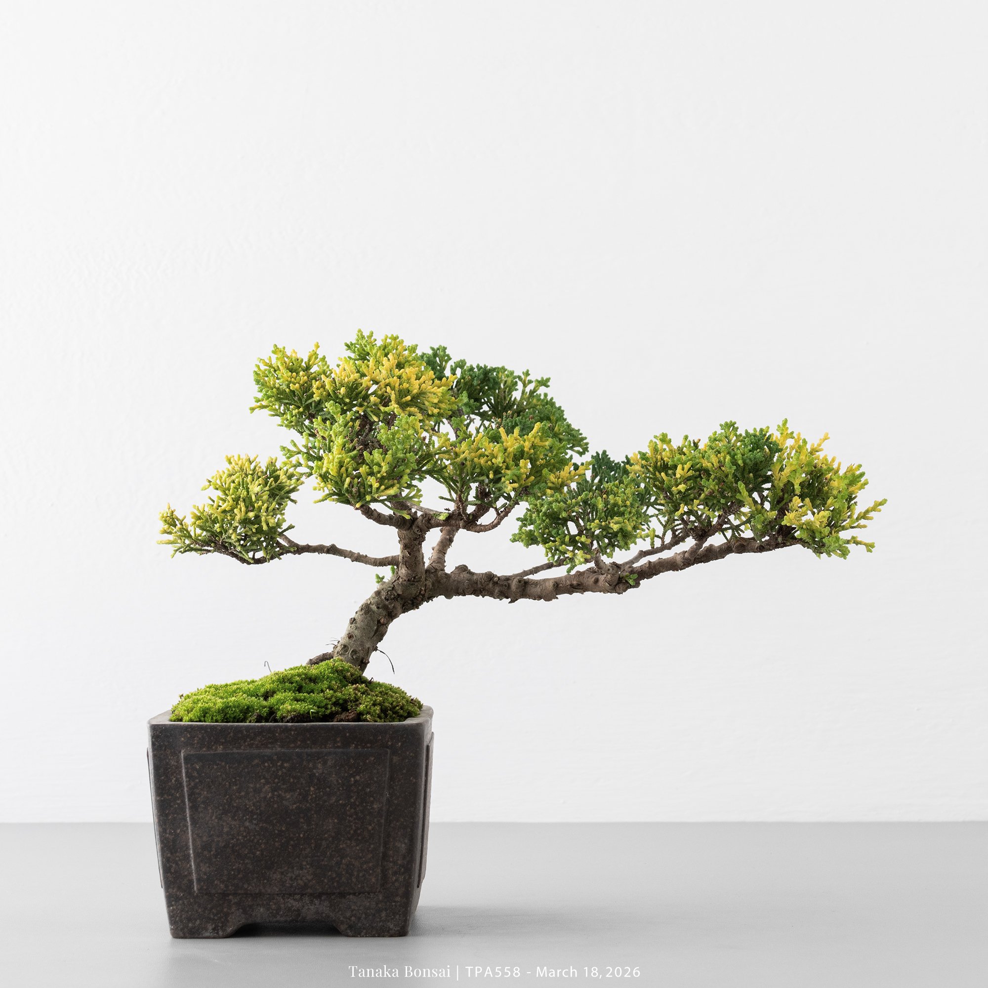 紀州真柏｜TPA558