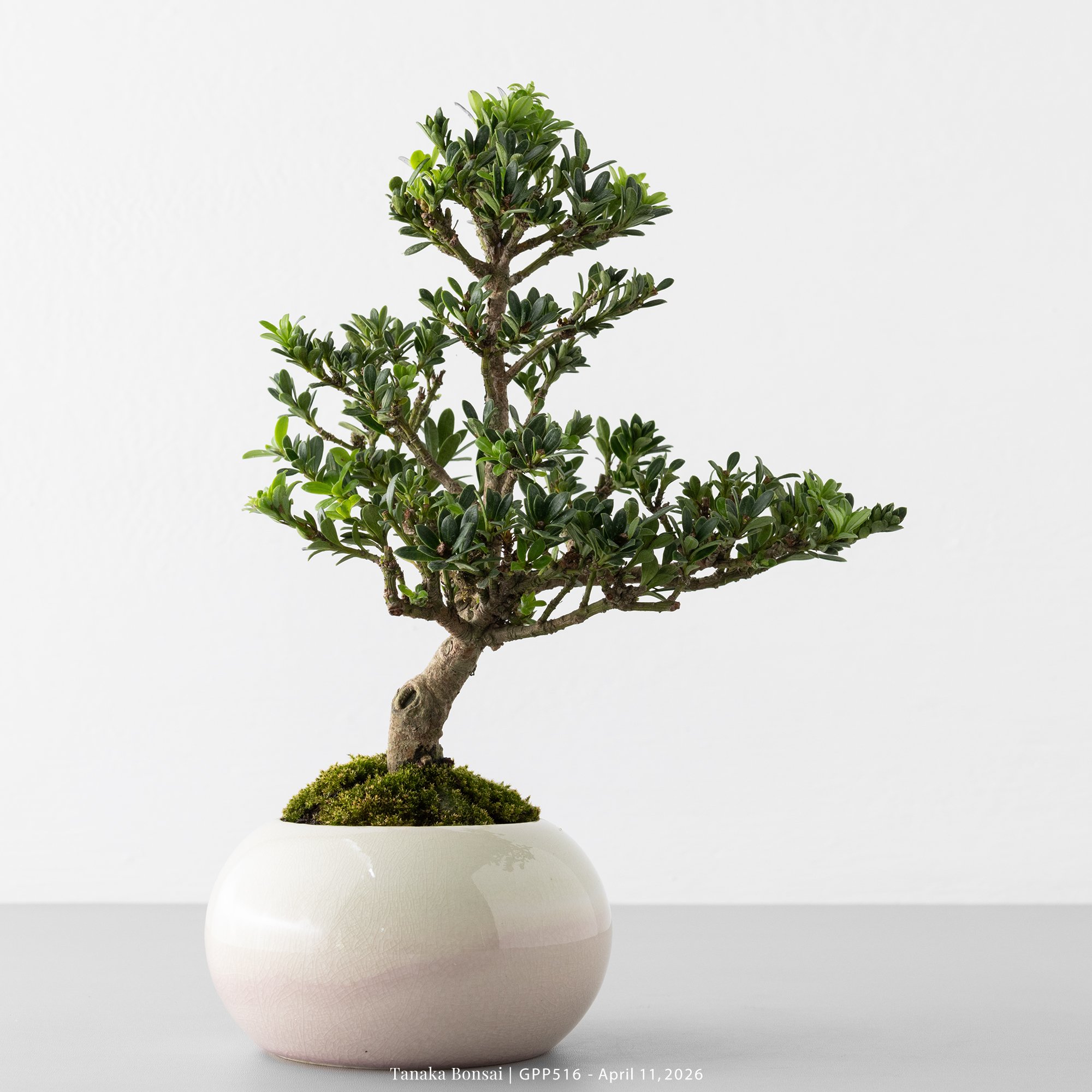 綠鑽羅漢松｜GPP516