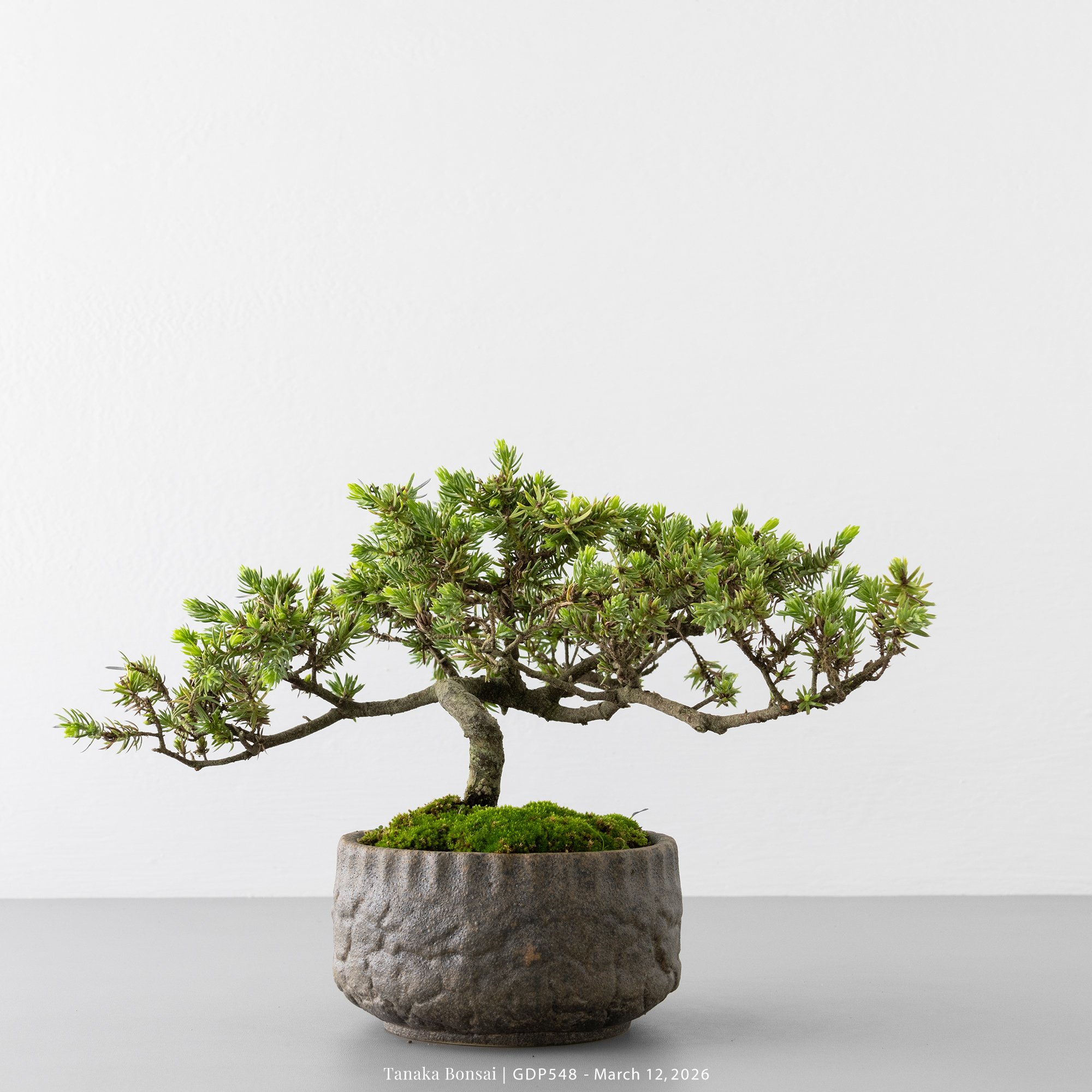 黃金杜松｜GDP548