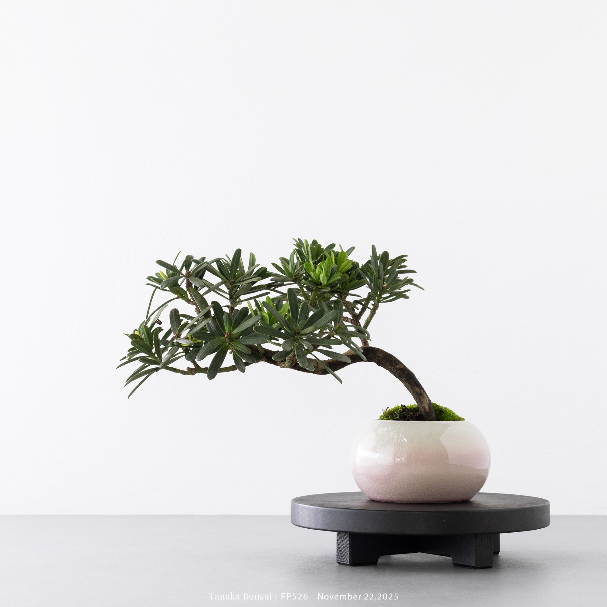 晶鑽羅漢松｜FP526