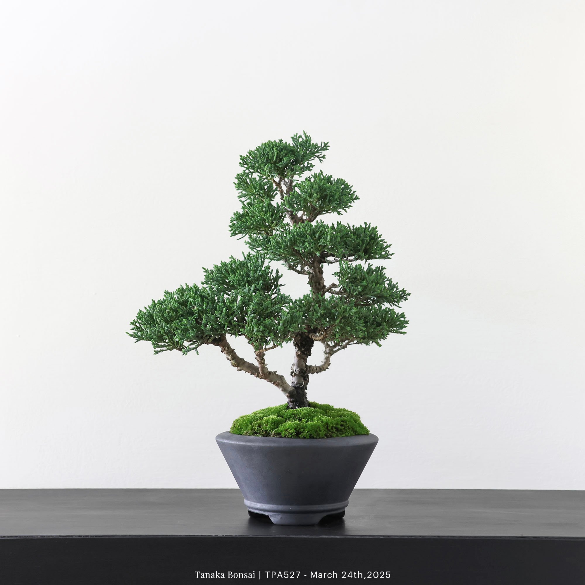 紀州真柏｜TPA527