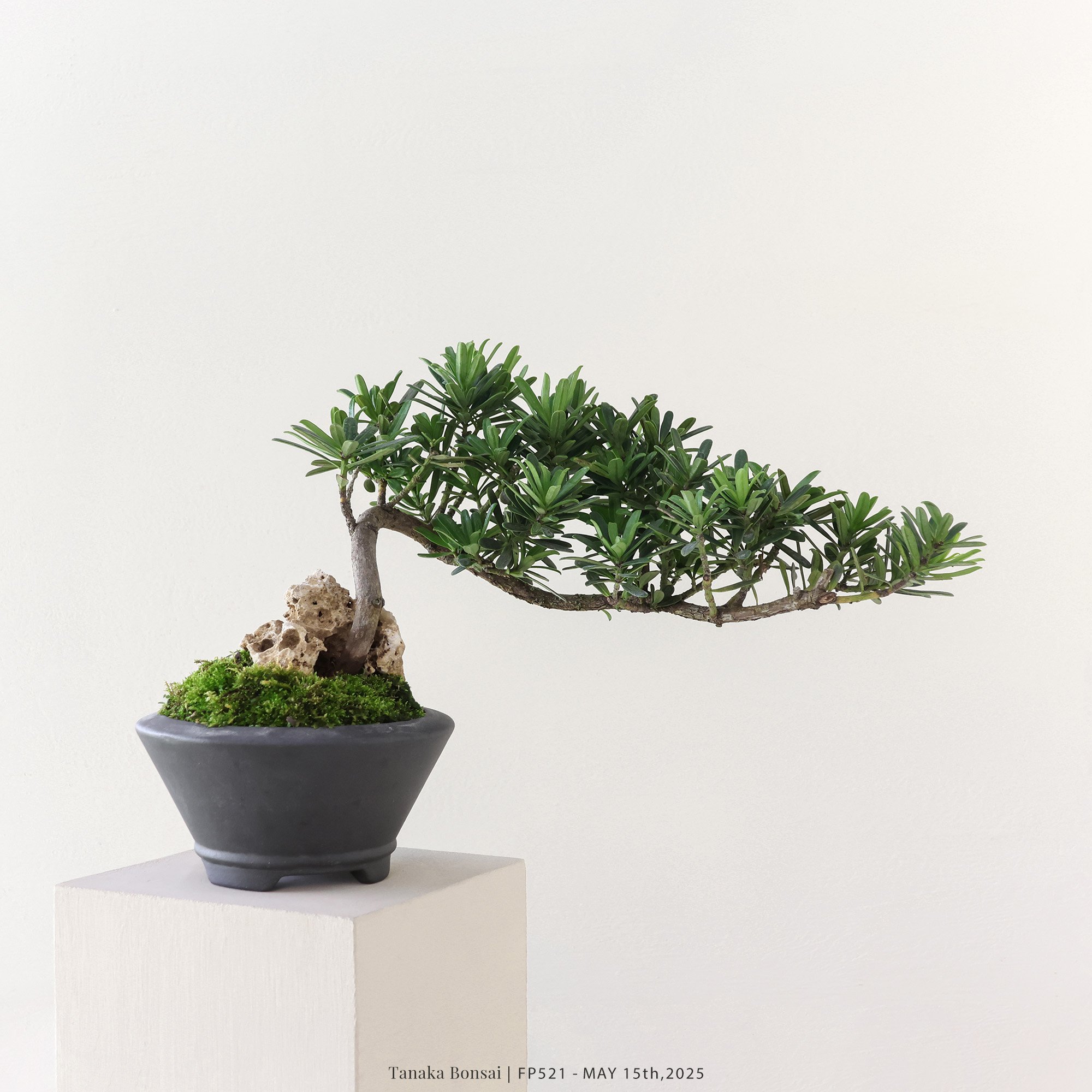 晶鑽羅漢松｜FP521