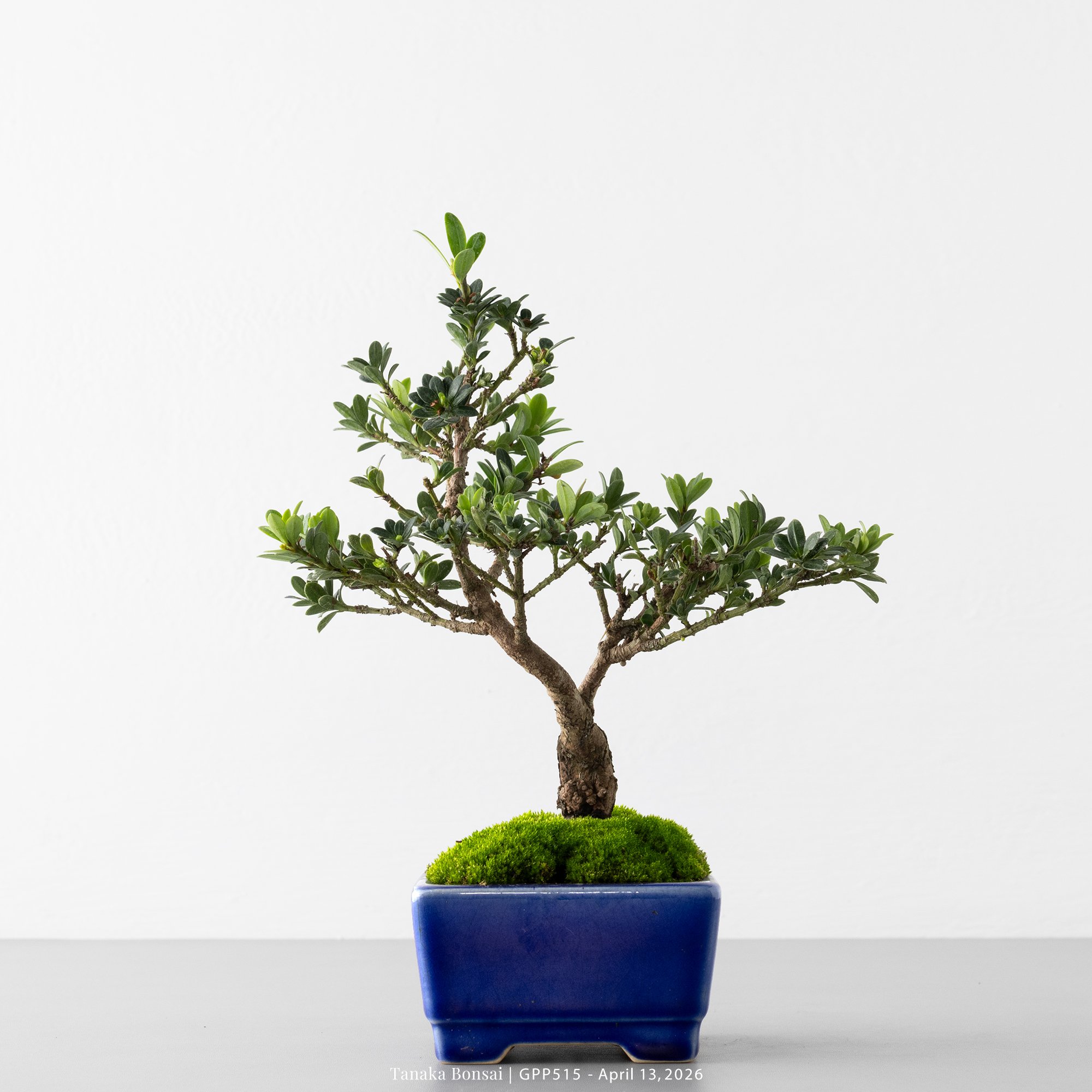 綠鑽羅漢松｜GPP515